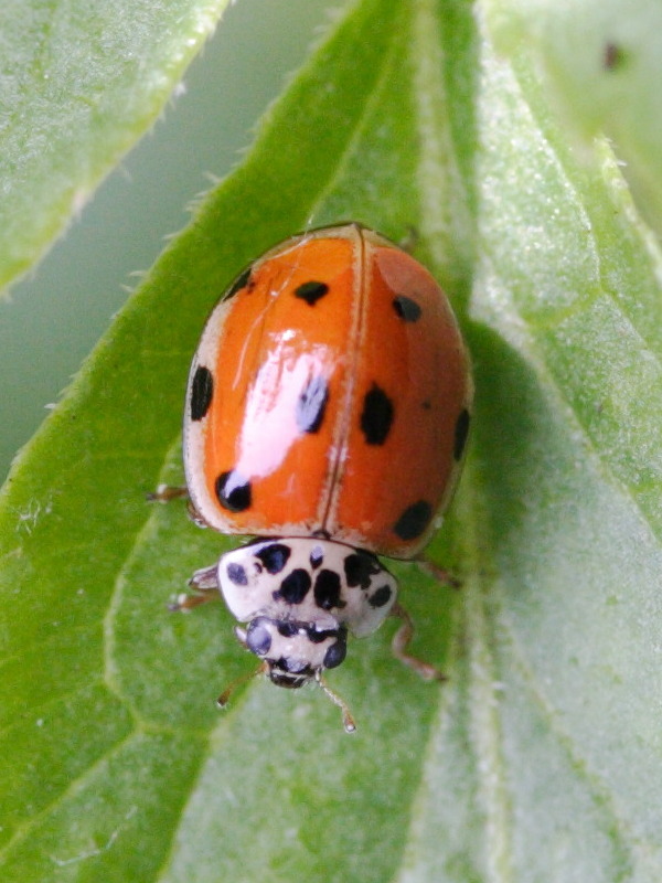 Afficher le média adalia_decempunctata1md adalia_decempunctata1md