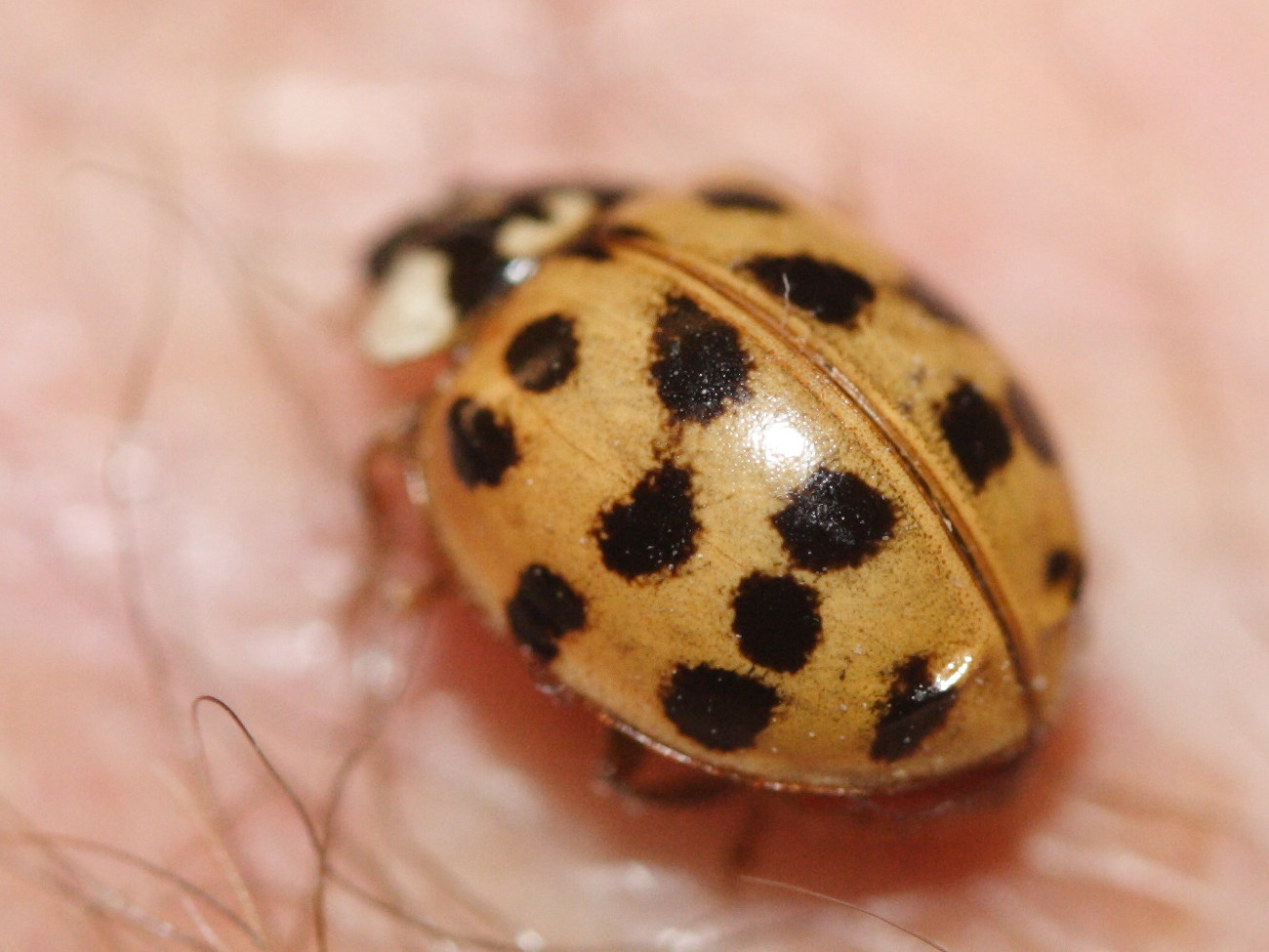 Afficher le média adalia_decempunctata4md adalia_decempunctata4md