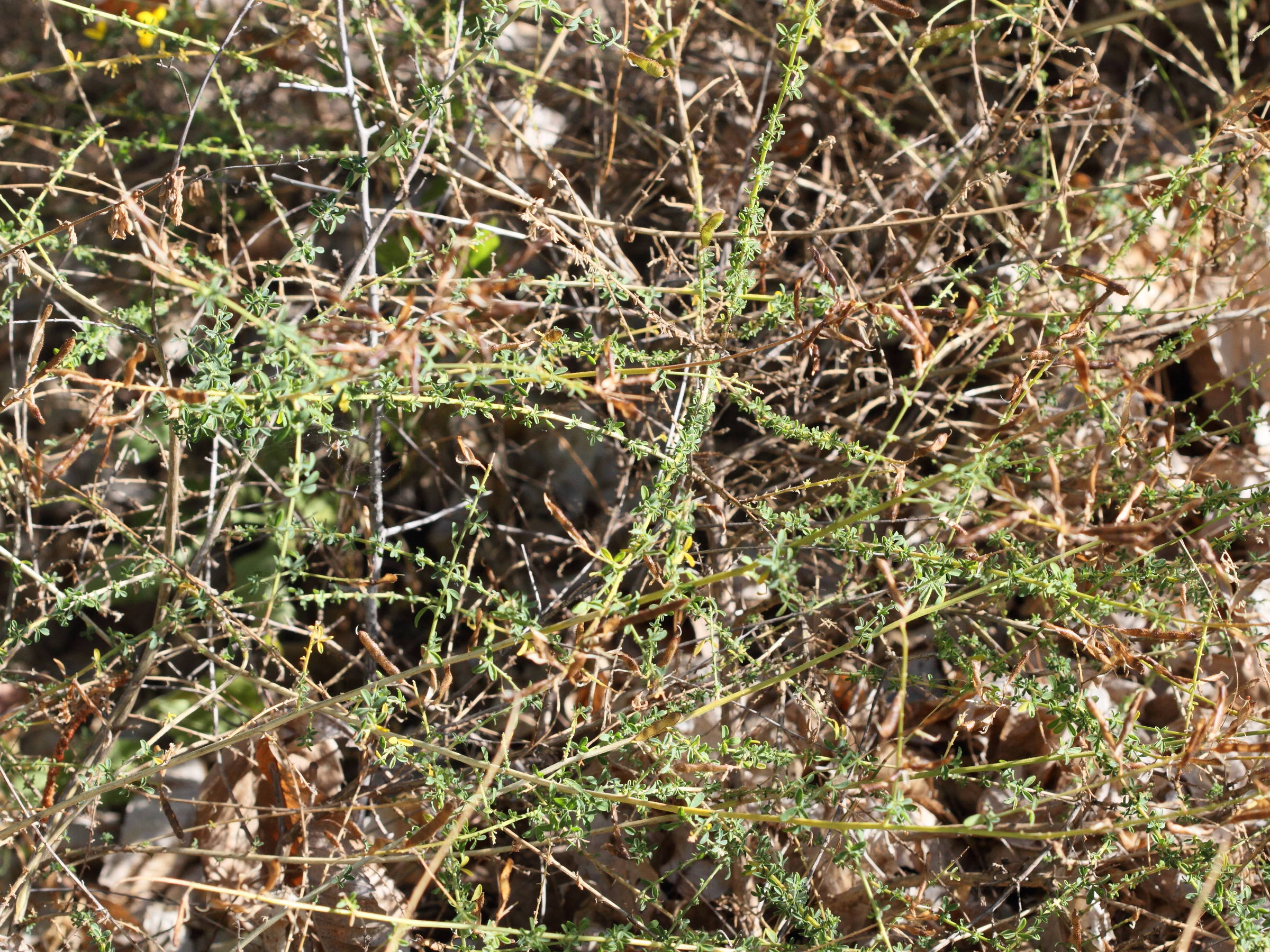 Afficher le média adenocarpus_telonensis1md adenocarpus_telonensis1md