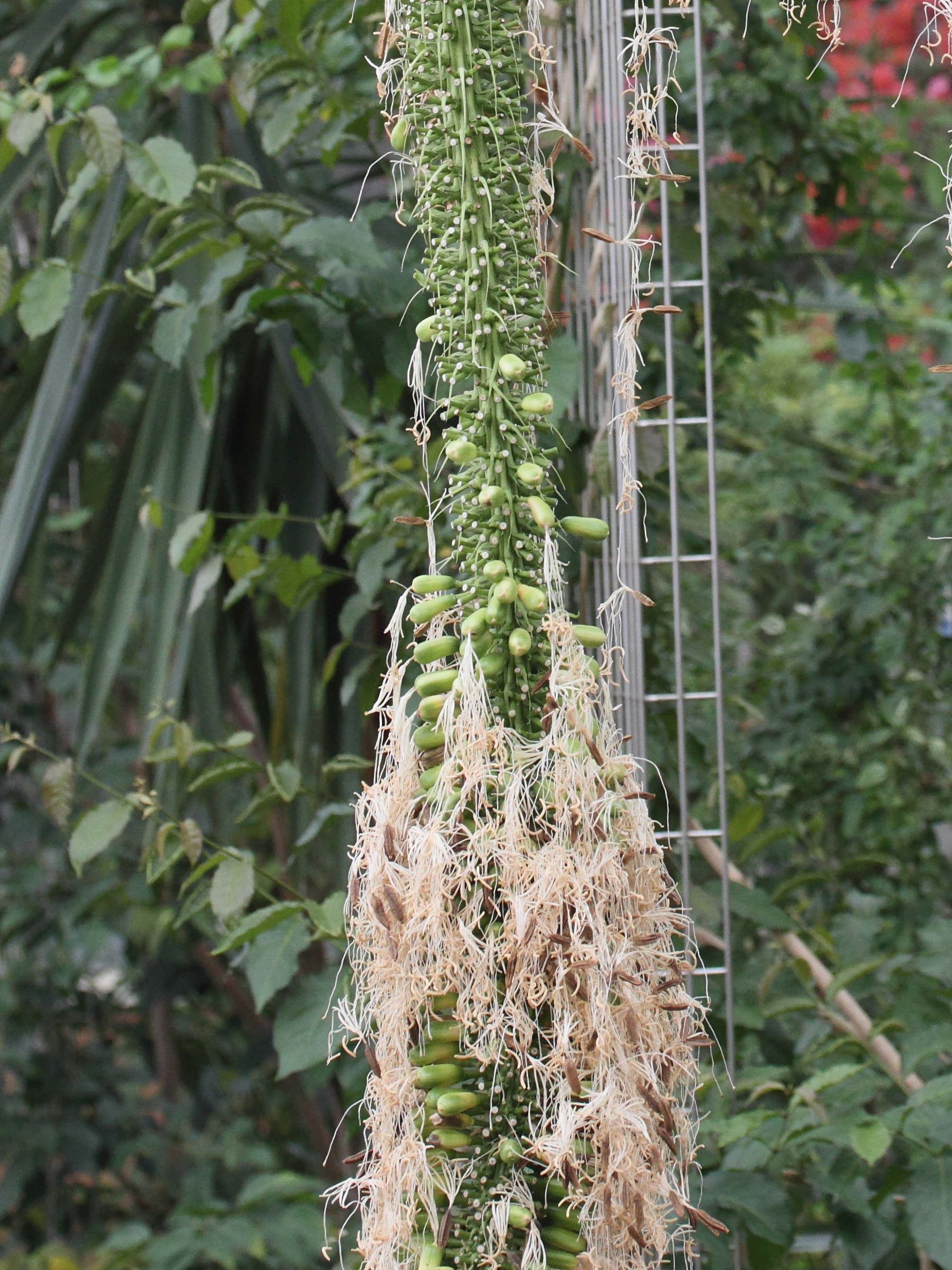 Afficher le média agave_attenuata3md agave_attenuata3md