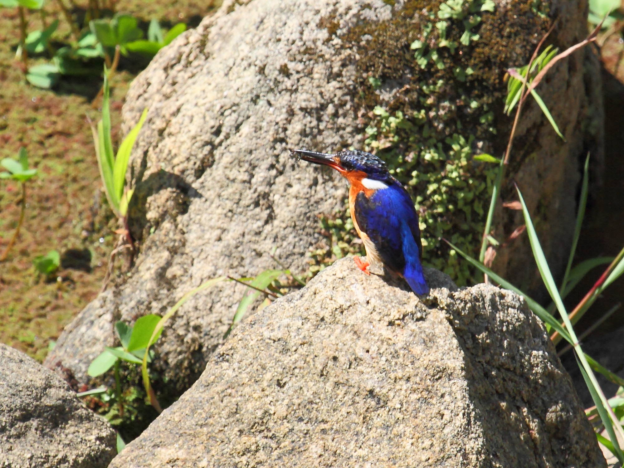 Alcedo_vintsioides