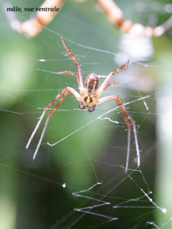 Afficher le média argiope_bruennichi3bmd argiope_bruennichi3bmd