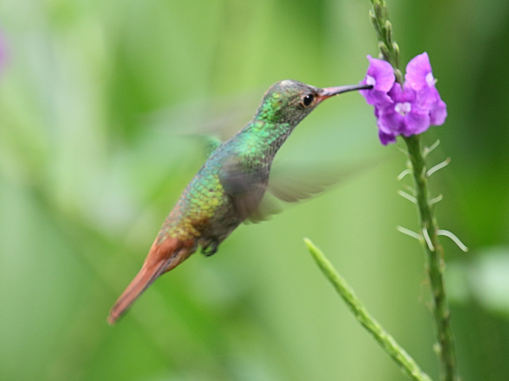 ariane_a_ventre_gris_-_amazilia_tzacatl1bd