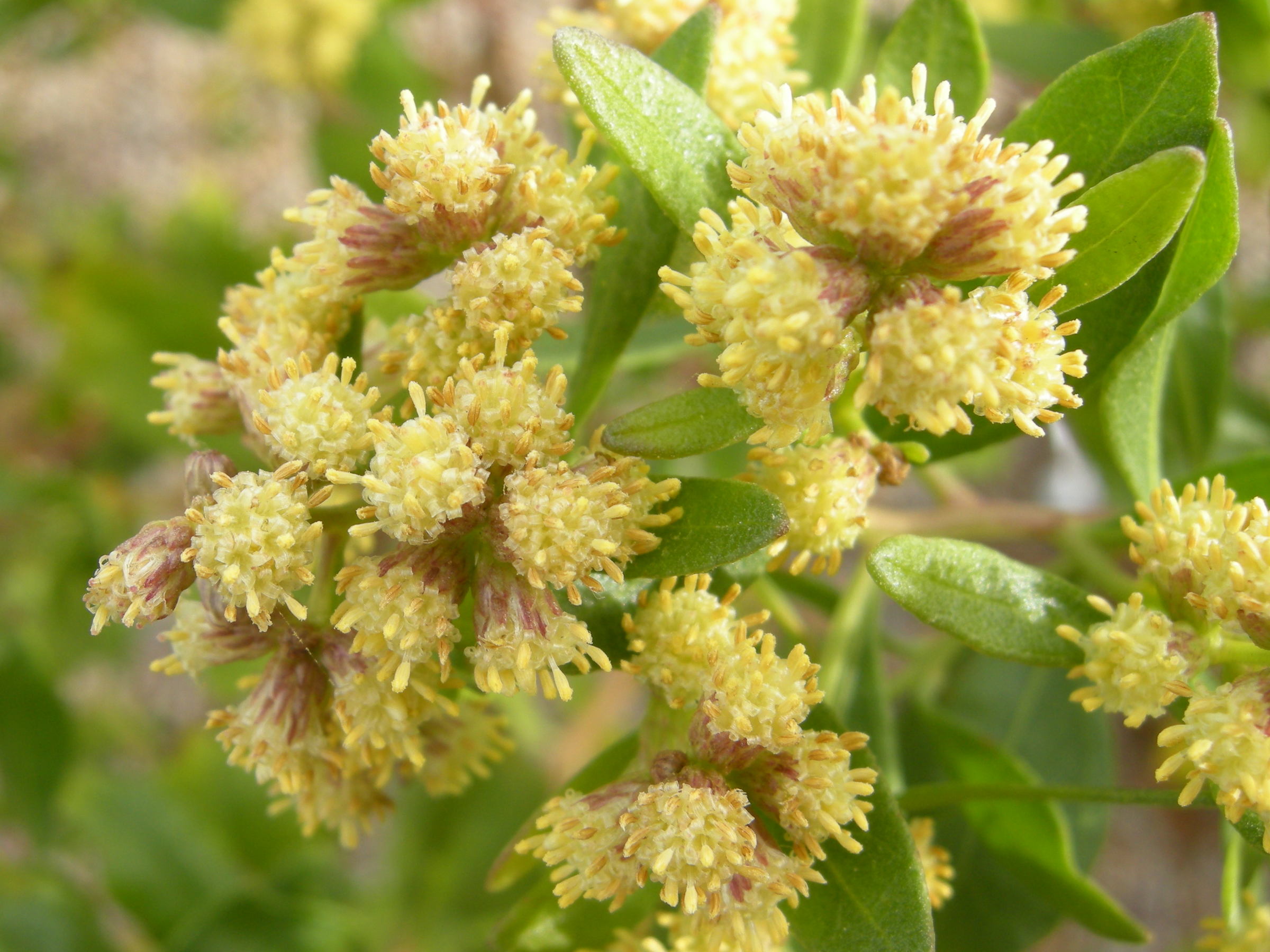 baccharis_halimifolia5md