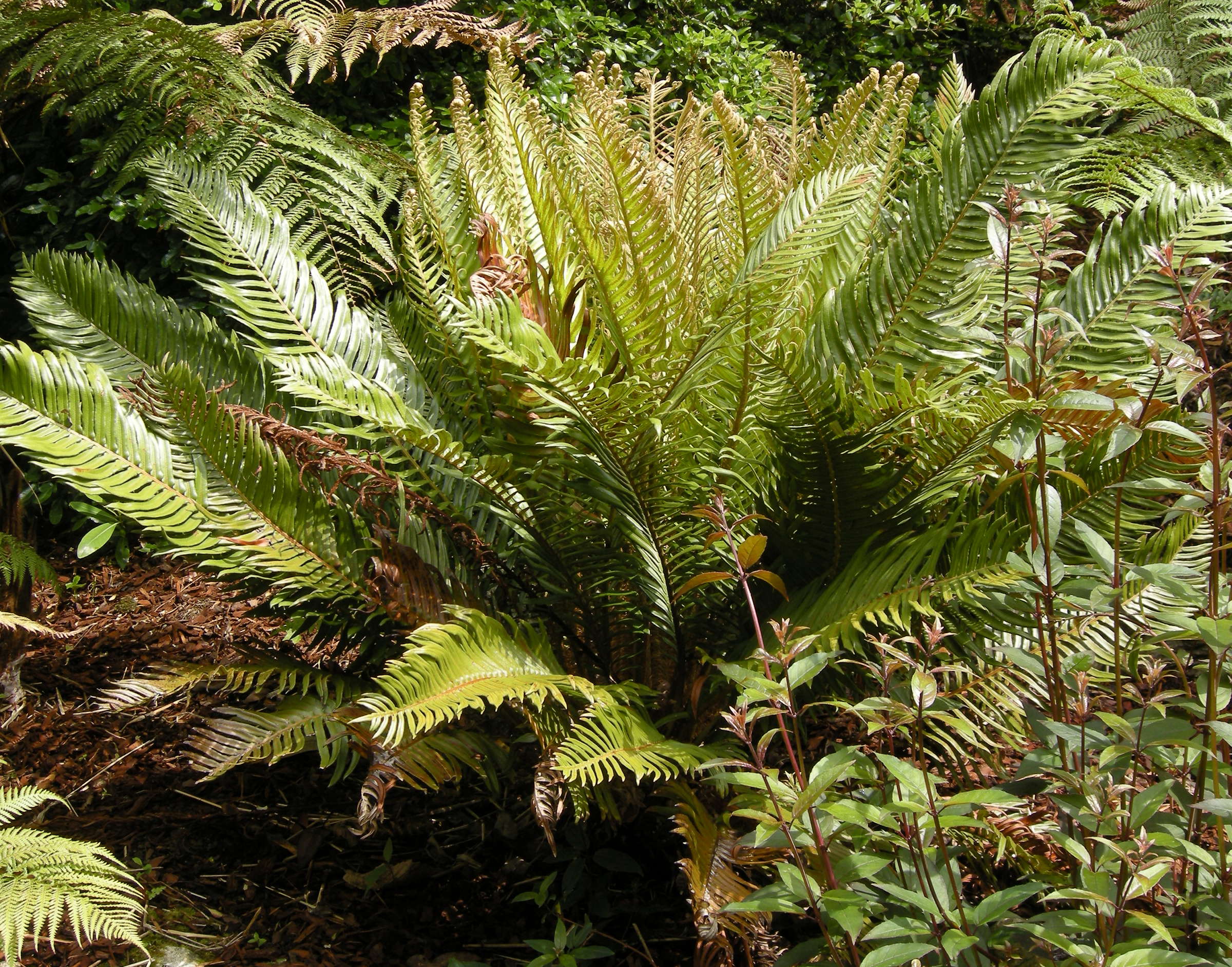 Afficher le média blechnum_cycadifolium1bd blechnum_cycadifolium1bd