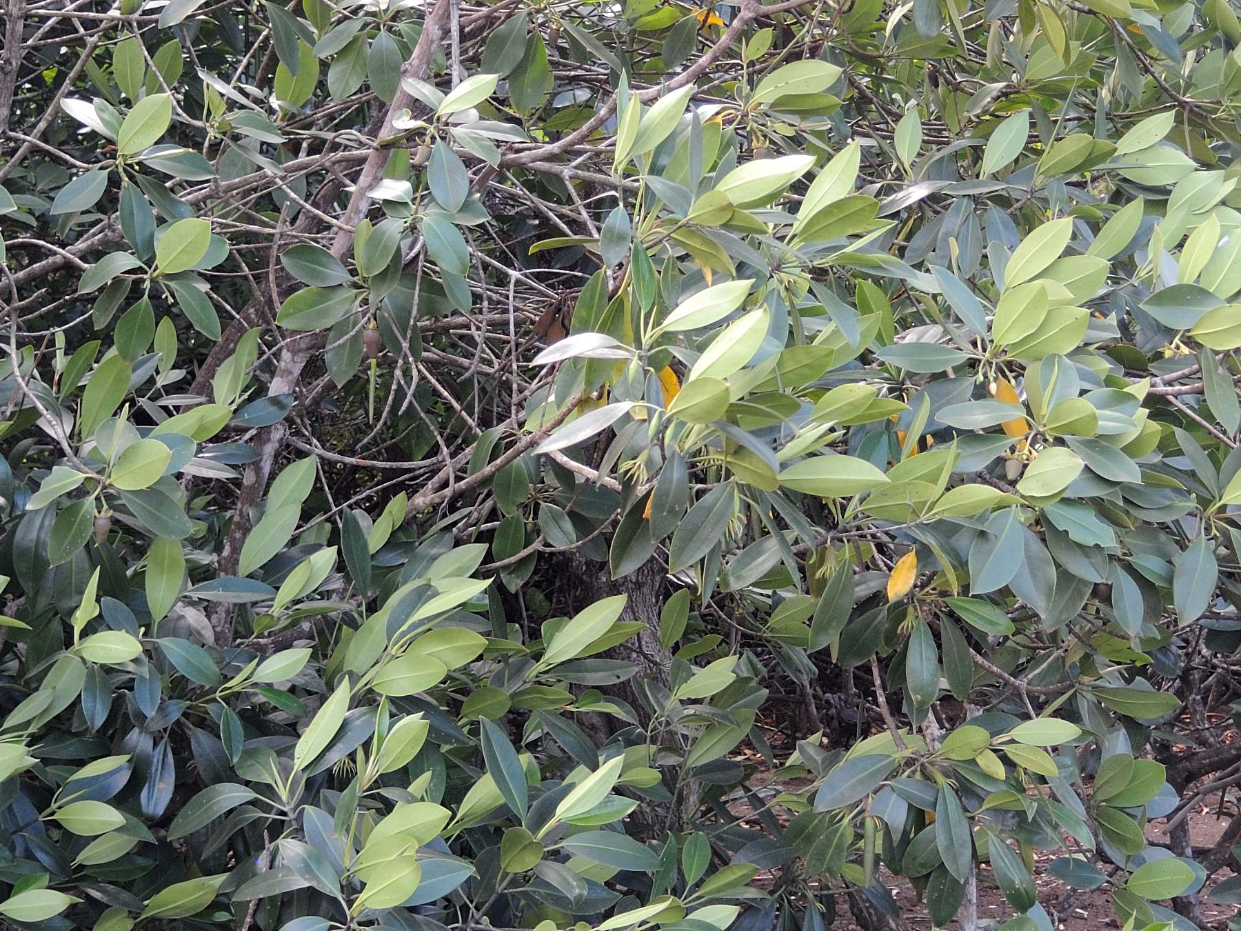 Afficher le média Bruguiera_gymnorhiza Bruguiera_gymnorhiza