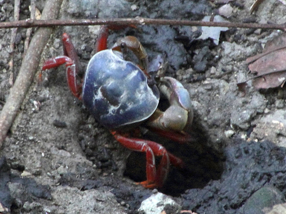 cardisoma_crassum2md