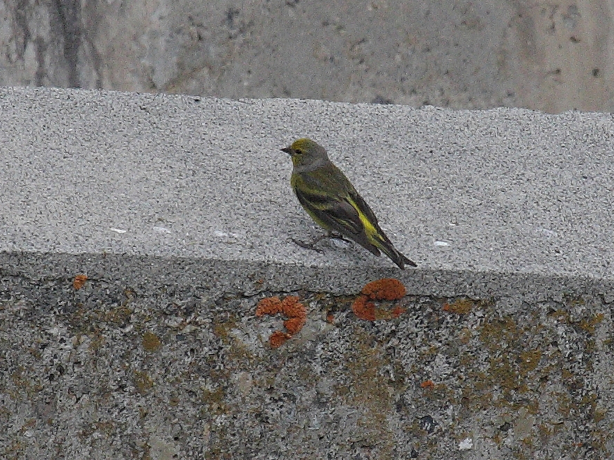 Afficher le média Carduelis_citrinella Carduelis_citrinella