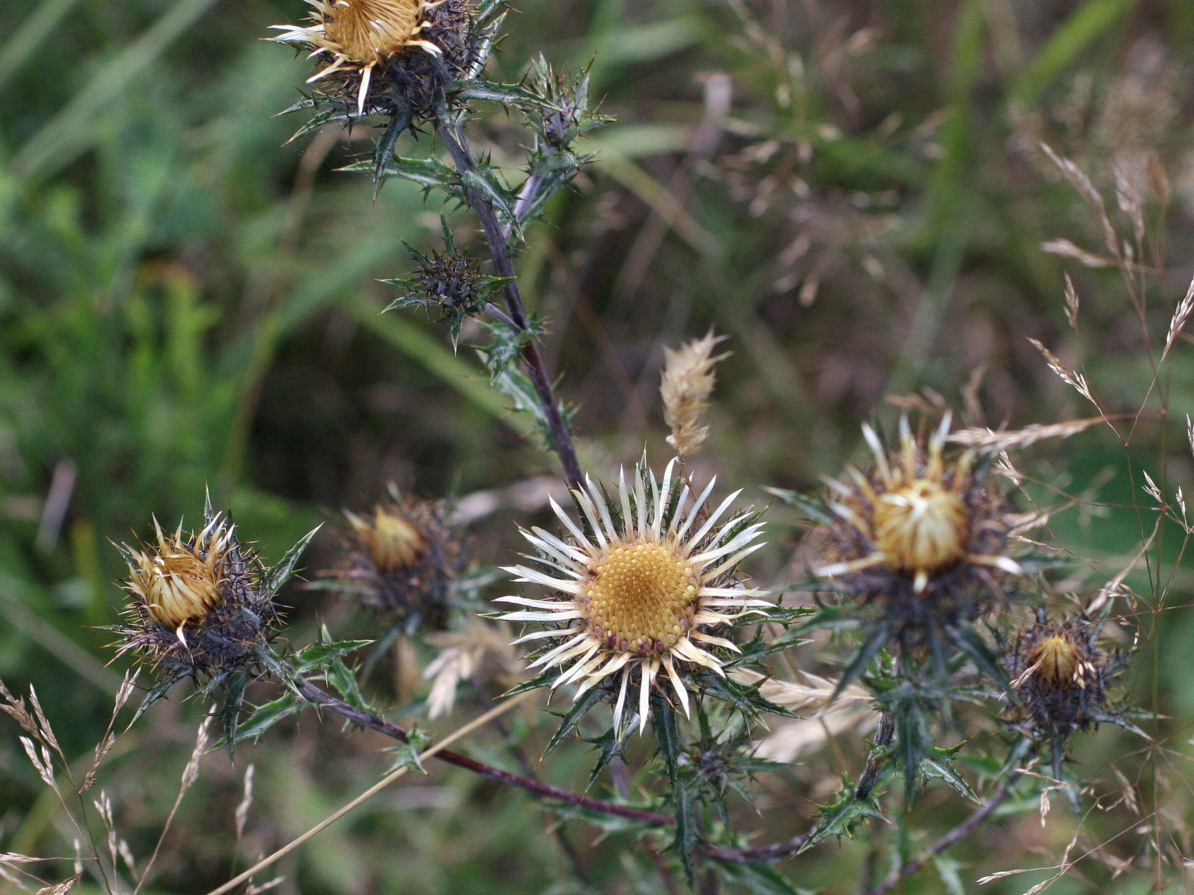 carlina_vulgaris4md