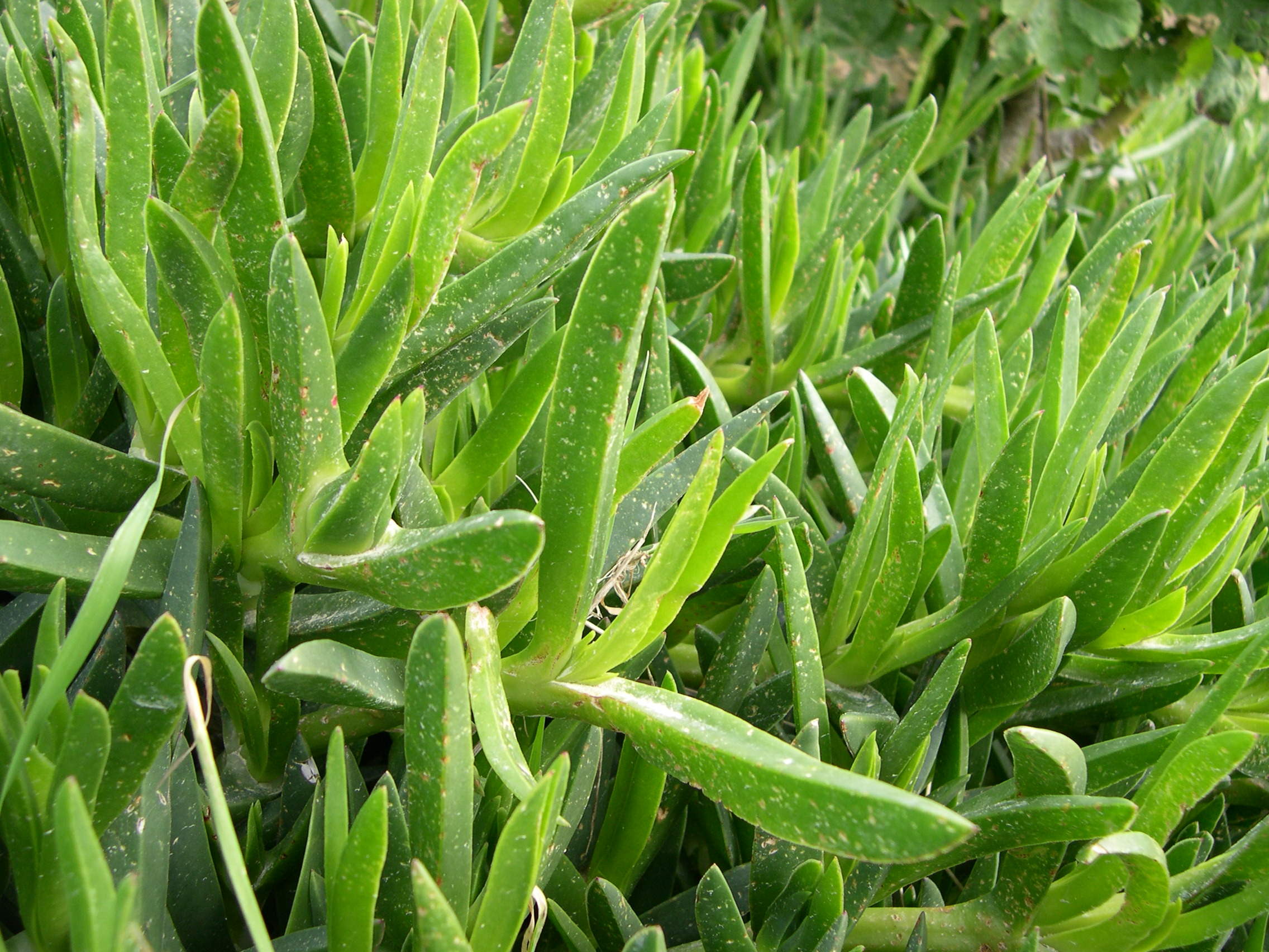 Afficher le média Carpobrotus_edulis Carpobrotus_edulis