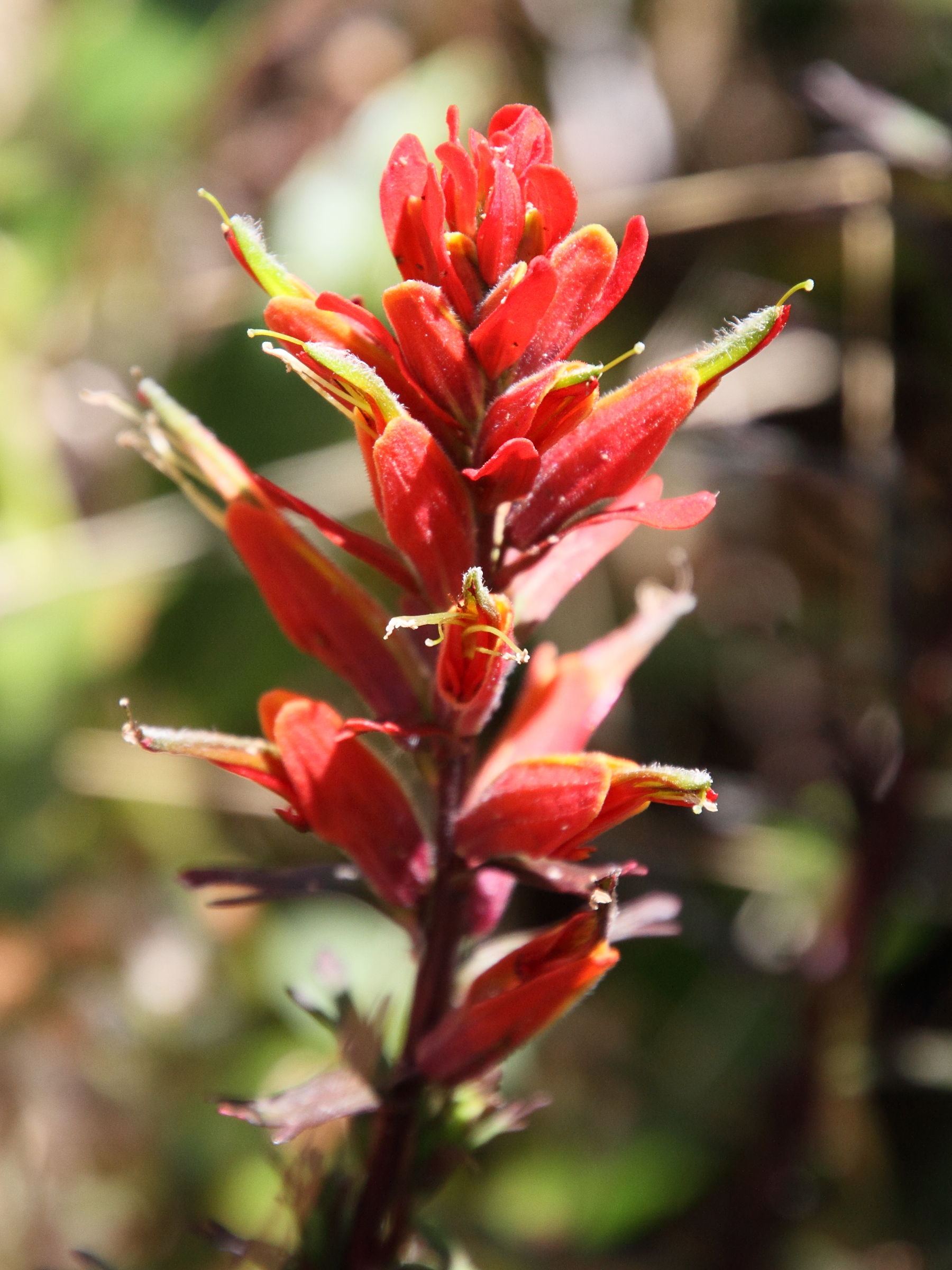 Afficher le média castilleja_irasuensis3md castilleja_irasuensis3md