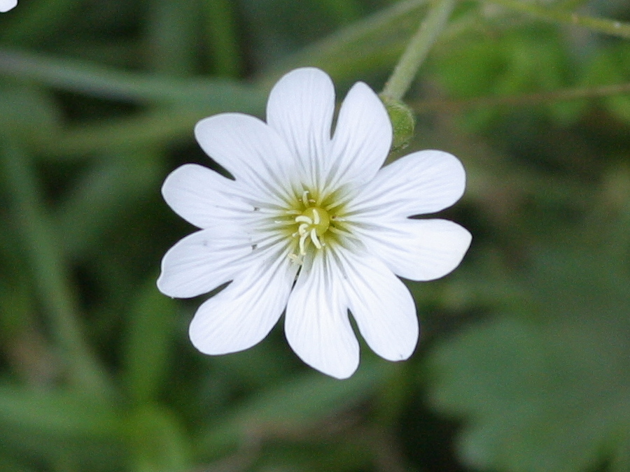 Afficher le média Cerastium_arvense Cerastium_arvense