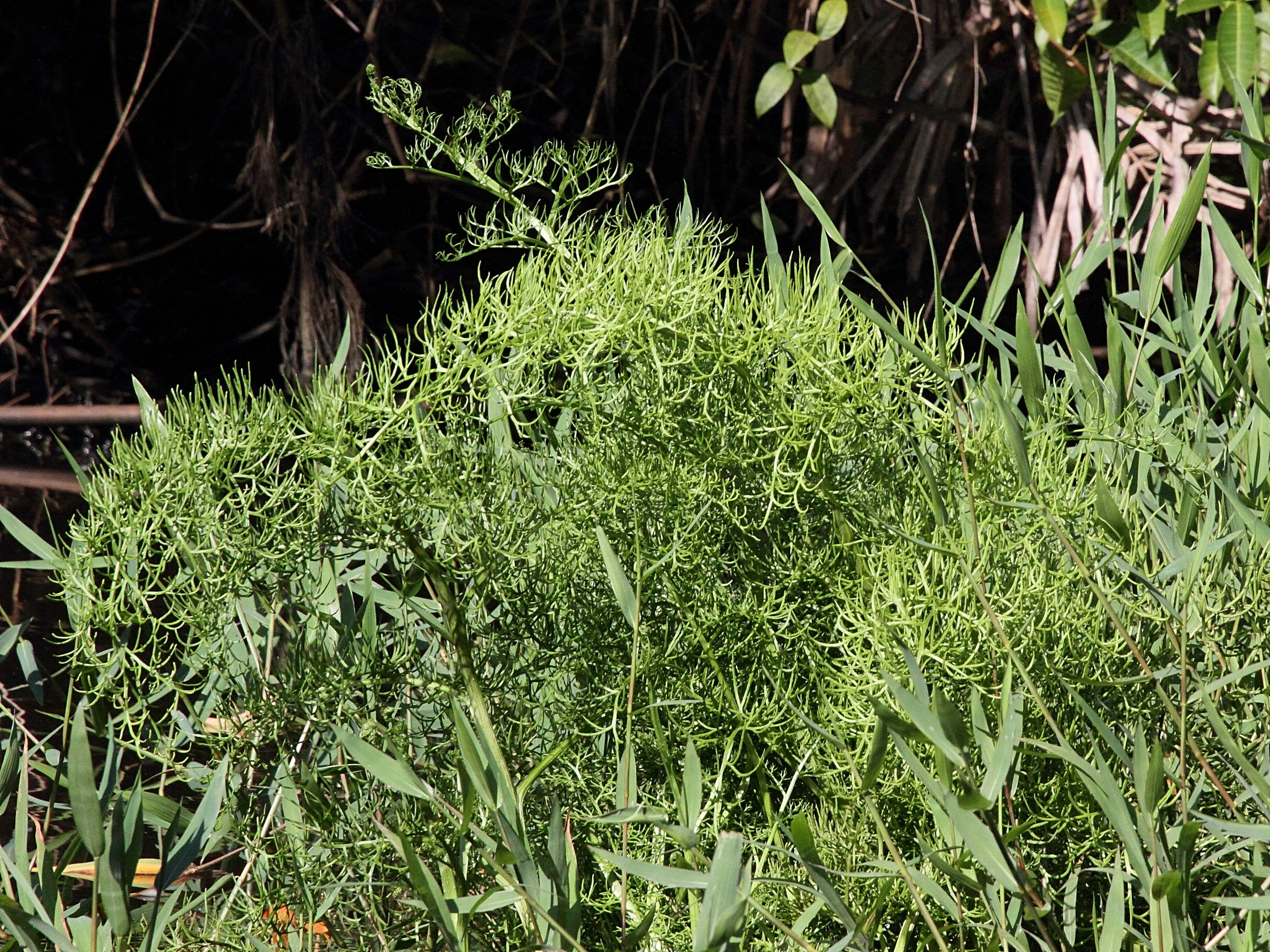 ceratopteris_pteridoides1md