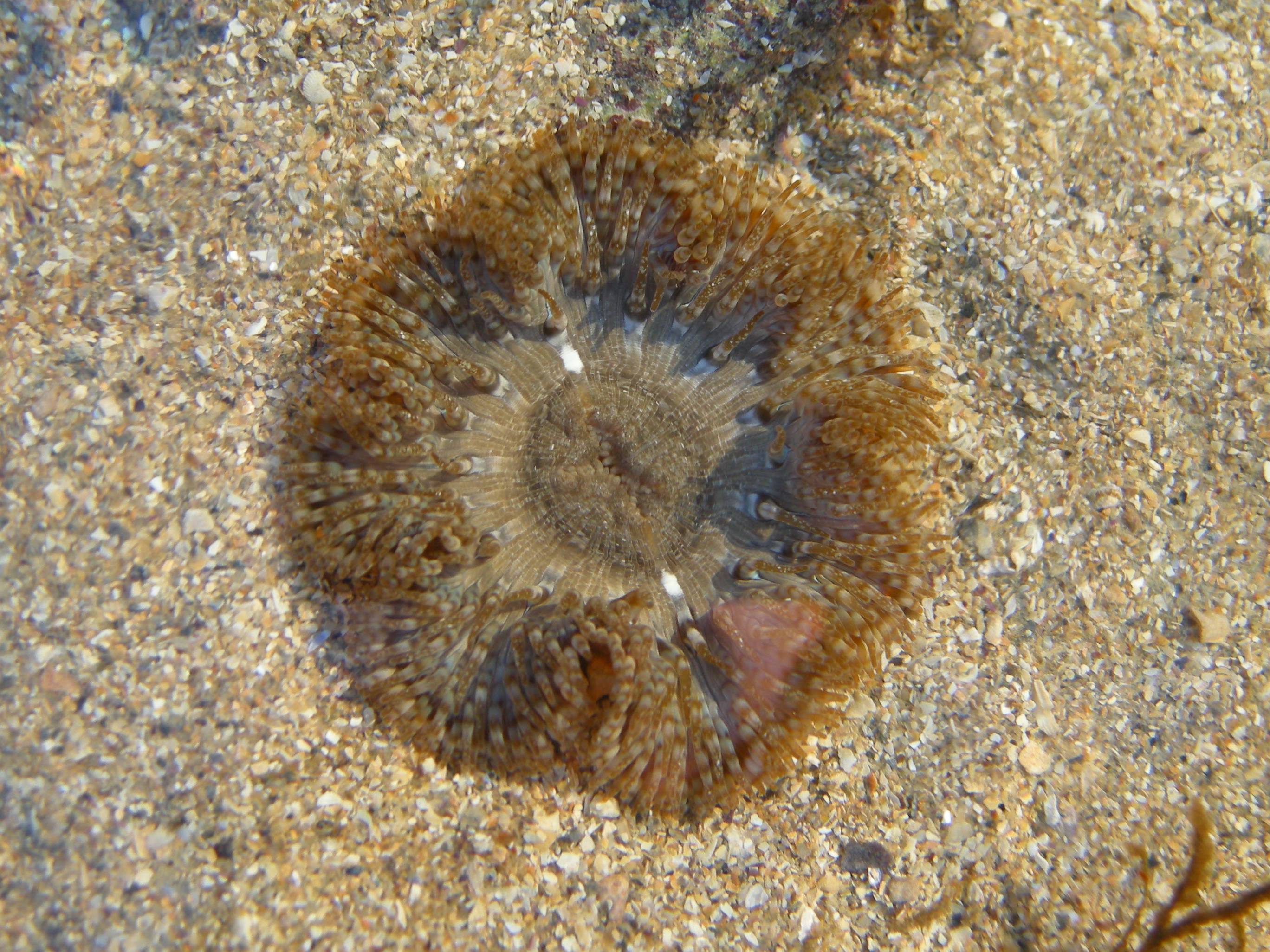 cereus_pedunculatus1md