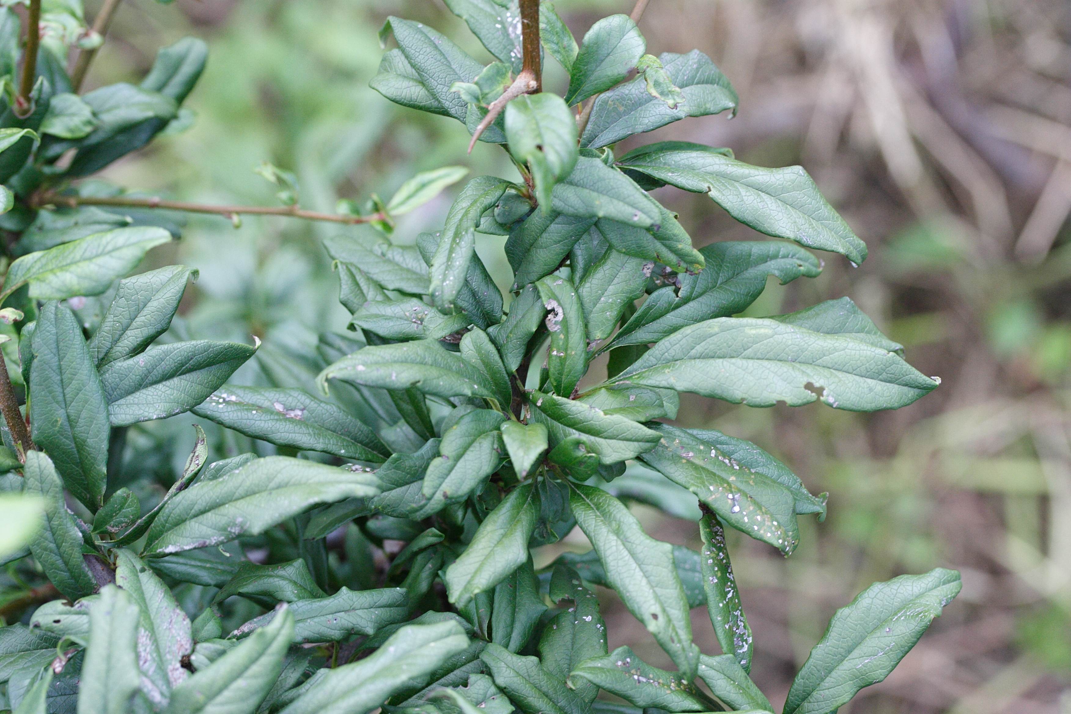 chaenomeles_cathayensis3md