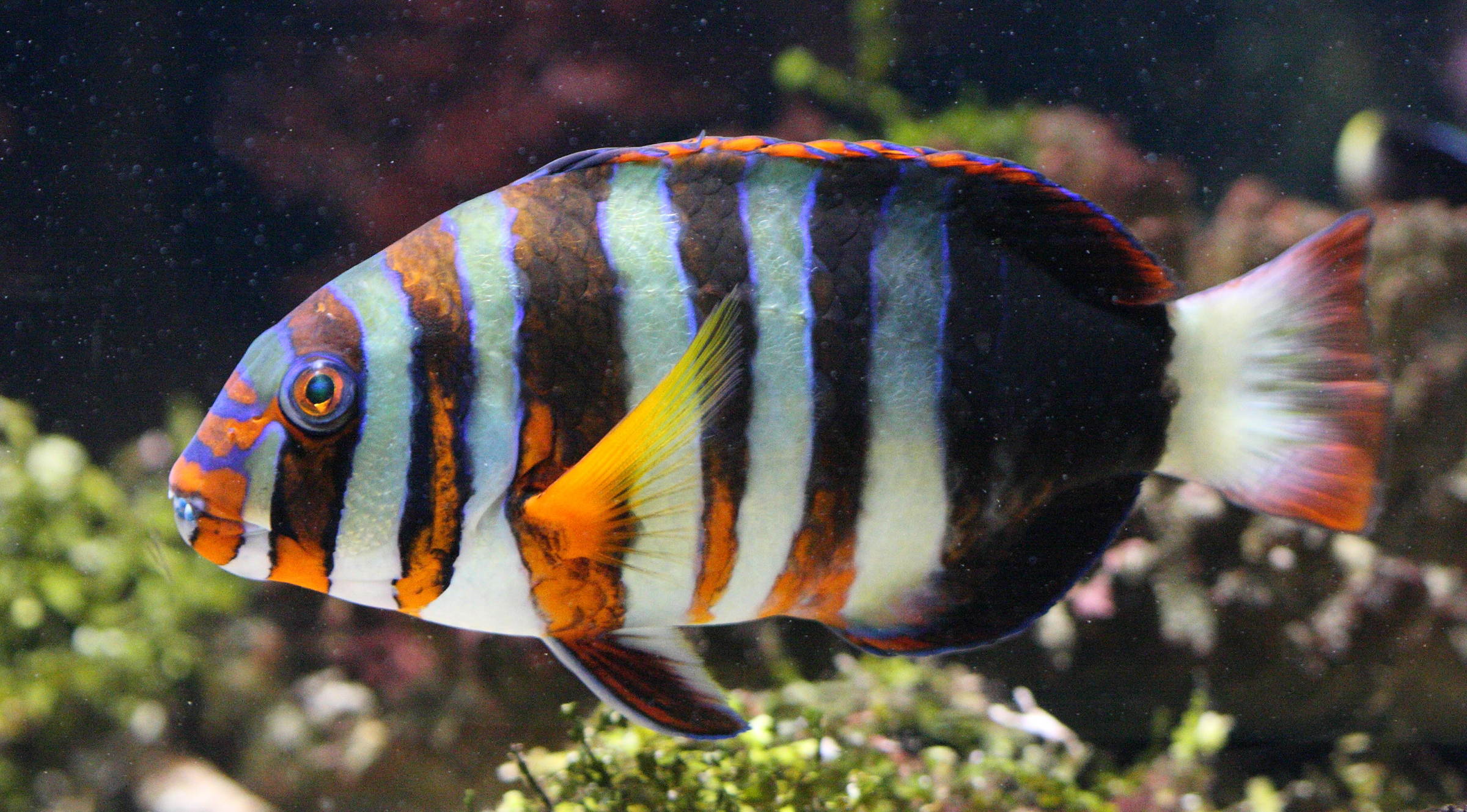 choerodon_fasciatus1md