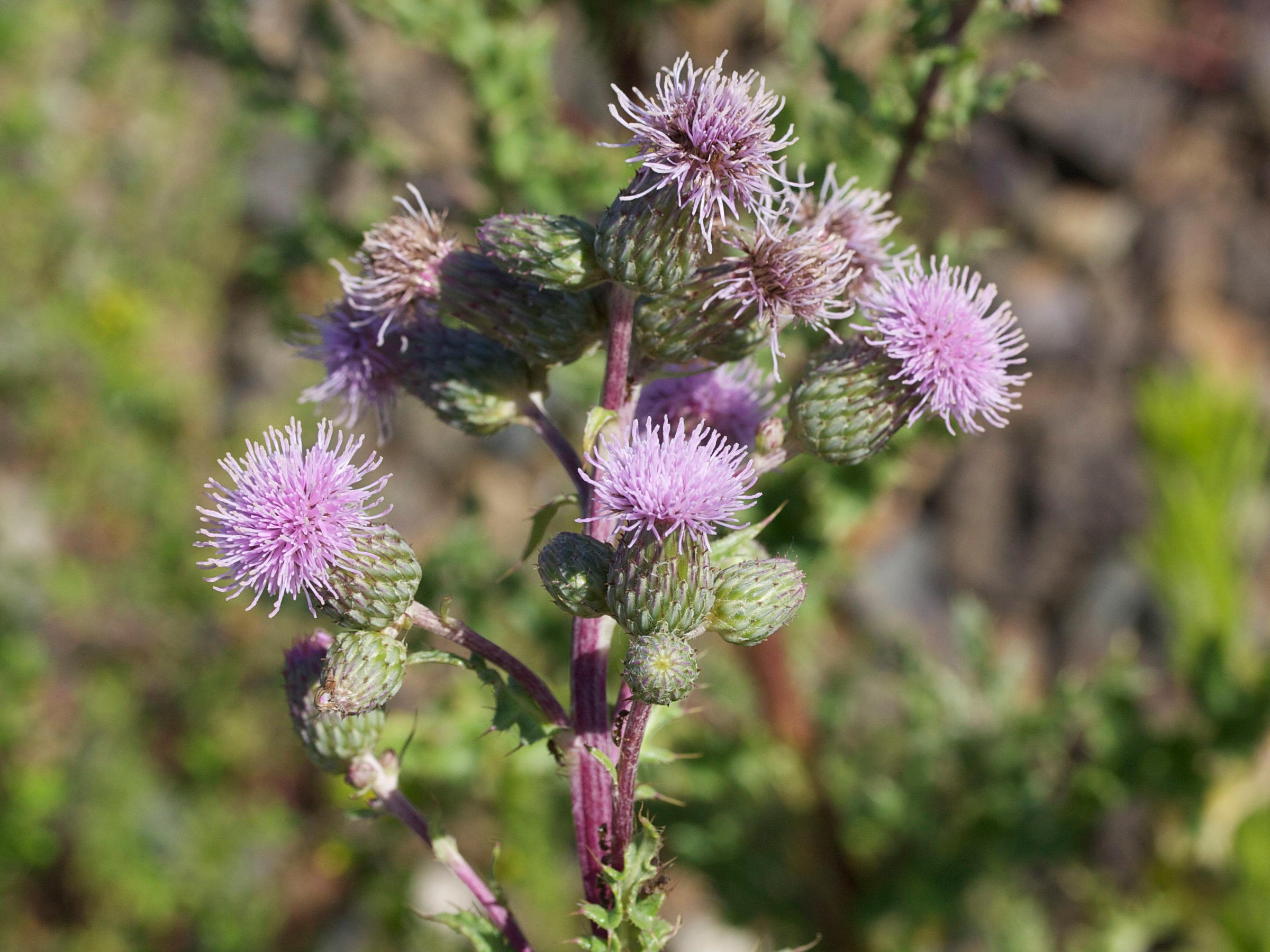 cirsium_arvense3md