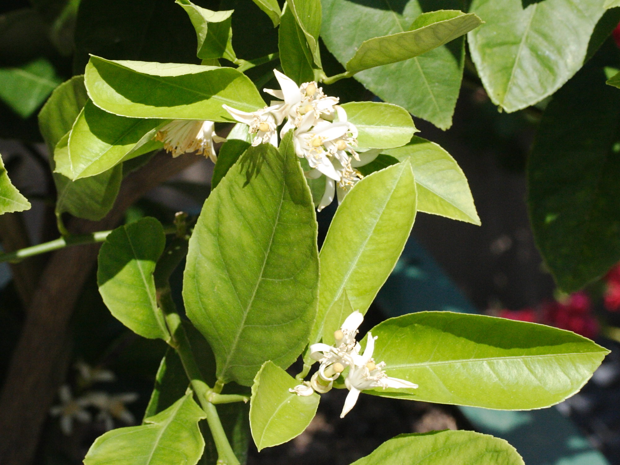 Afficher le média citrus_limetta2md citrus_limetta2md