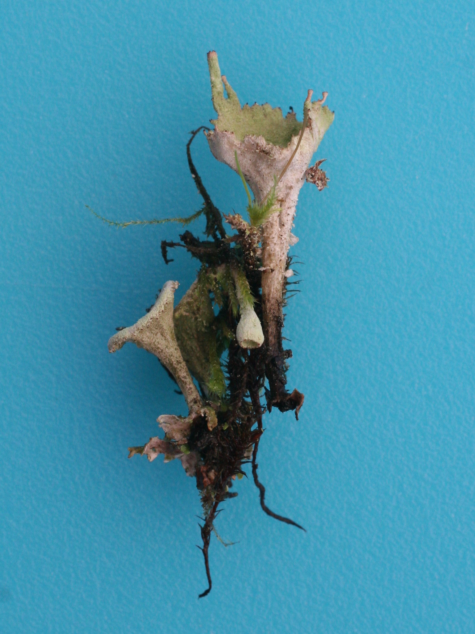 Cladonia_chlorophaea