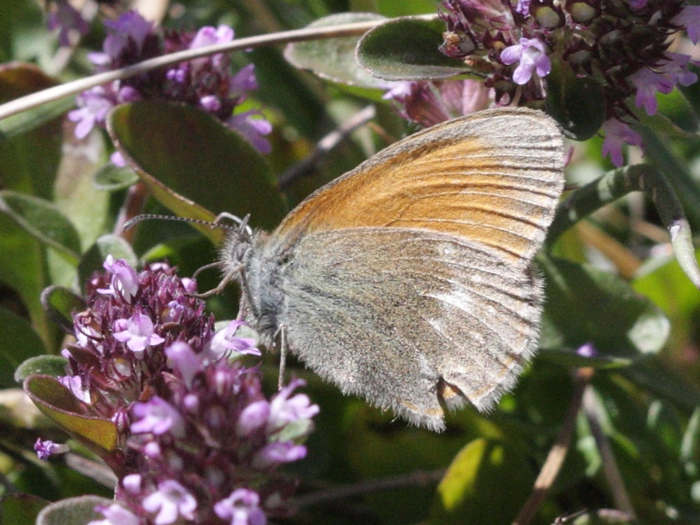 coenonympha_glycerion1bd