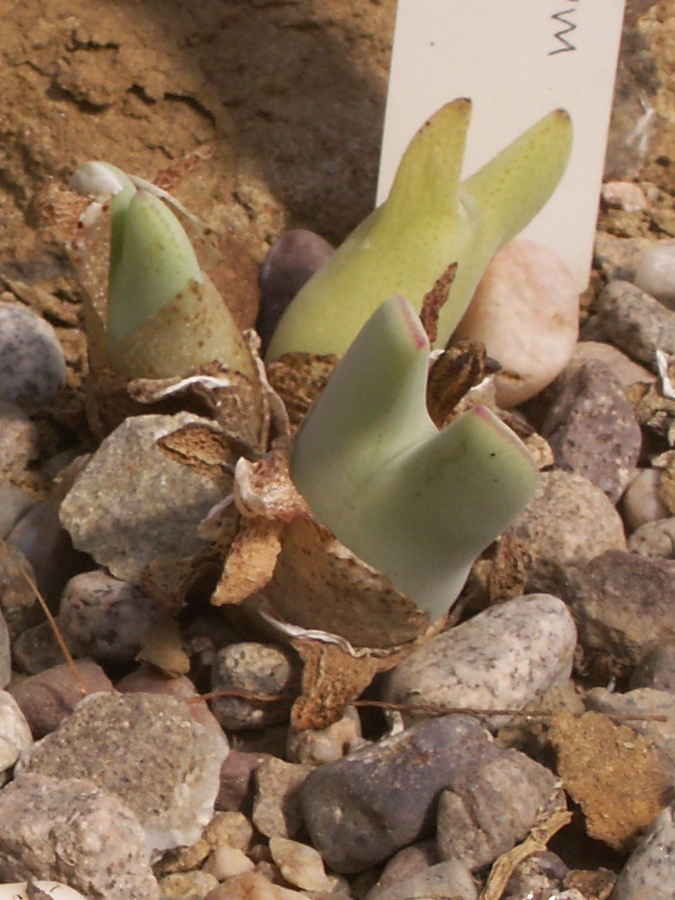 Afficher le média conophytum_meyeri1bd conophytum_meyeri1bd