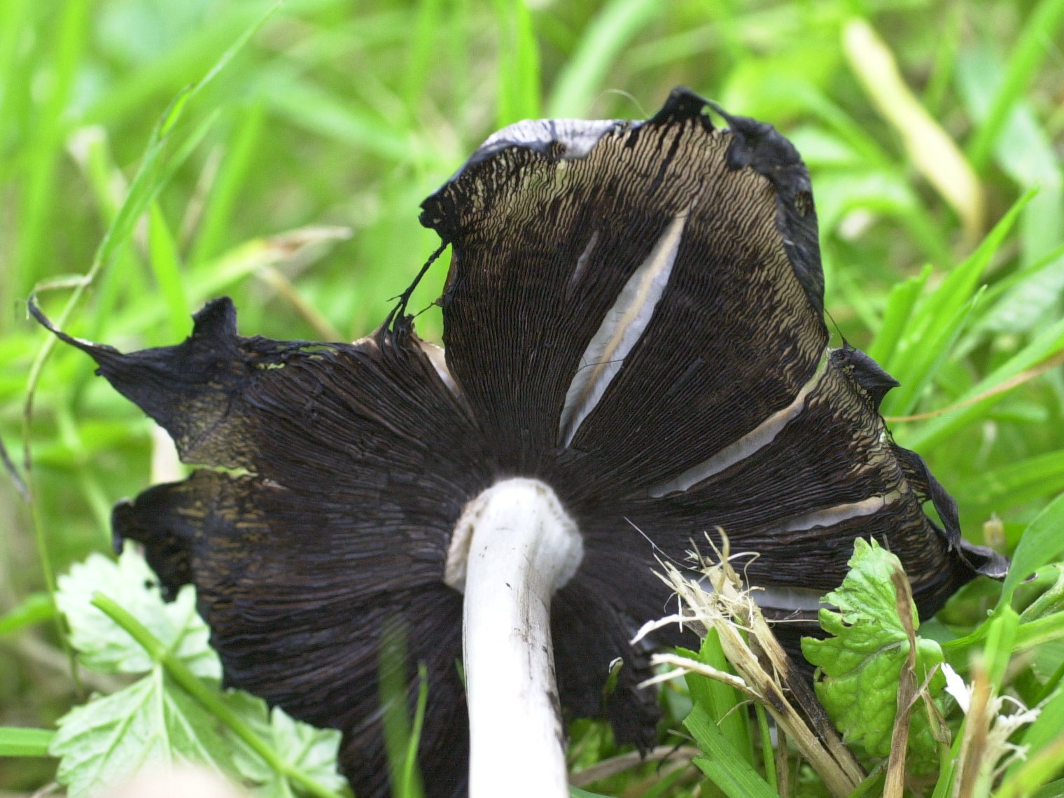 Coprinopsis_atramentarius