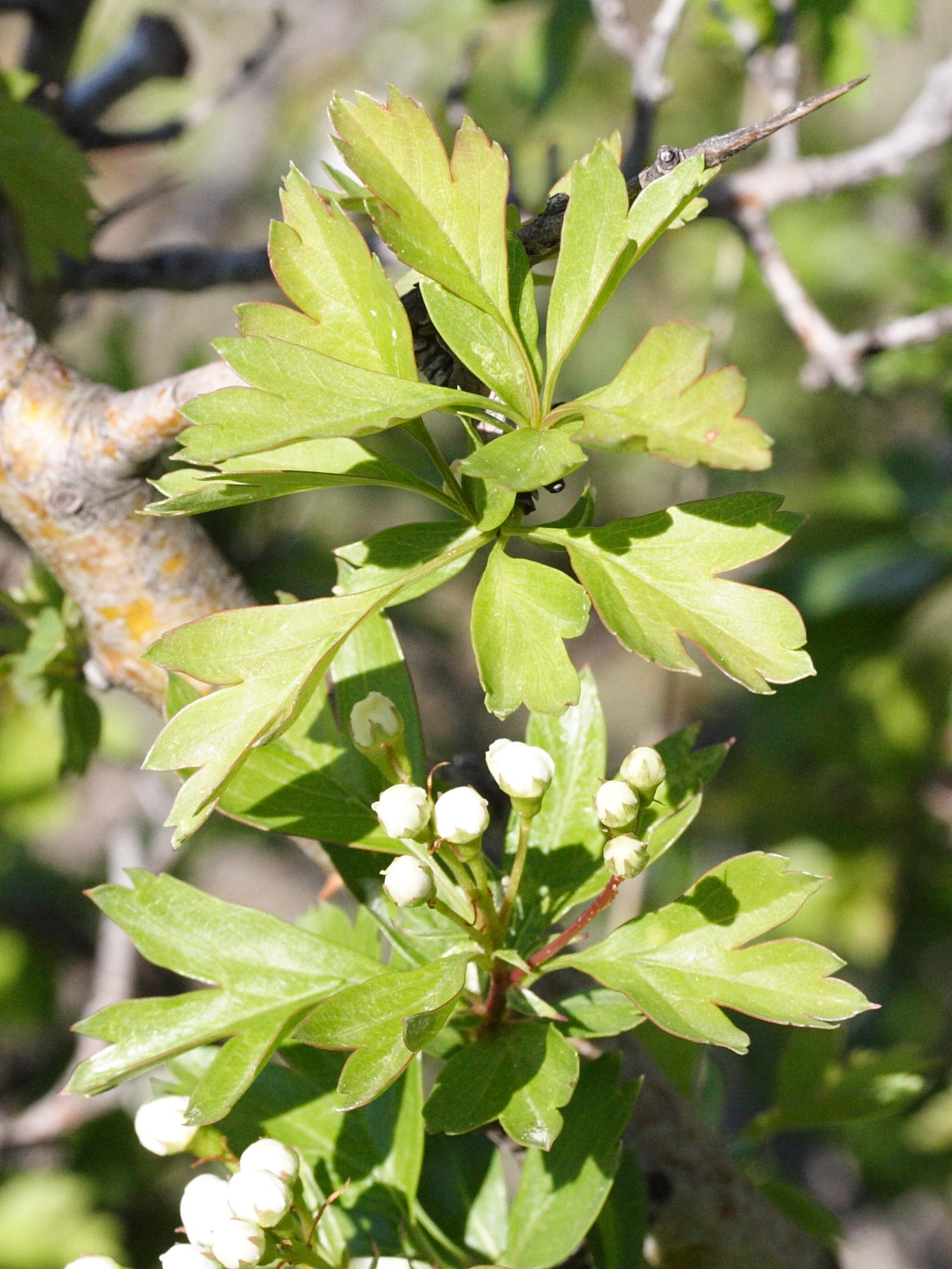 crataegus_azarolus2md