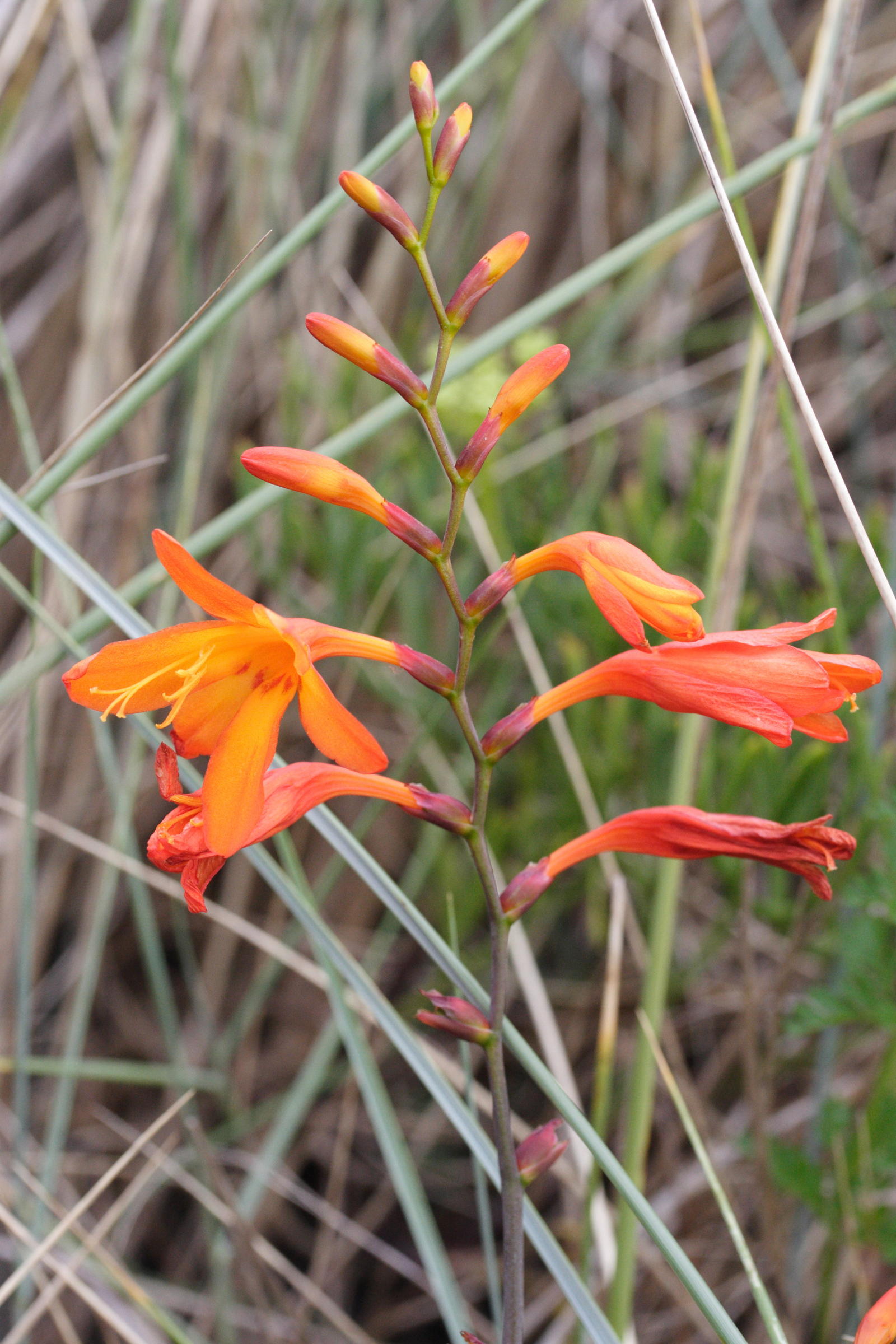 crocosmia_x_crocosmiiflora3md
