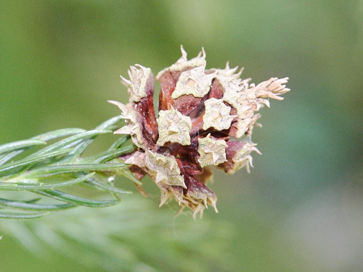 cryptomeria_japonica4cmd