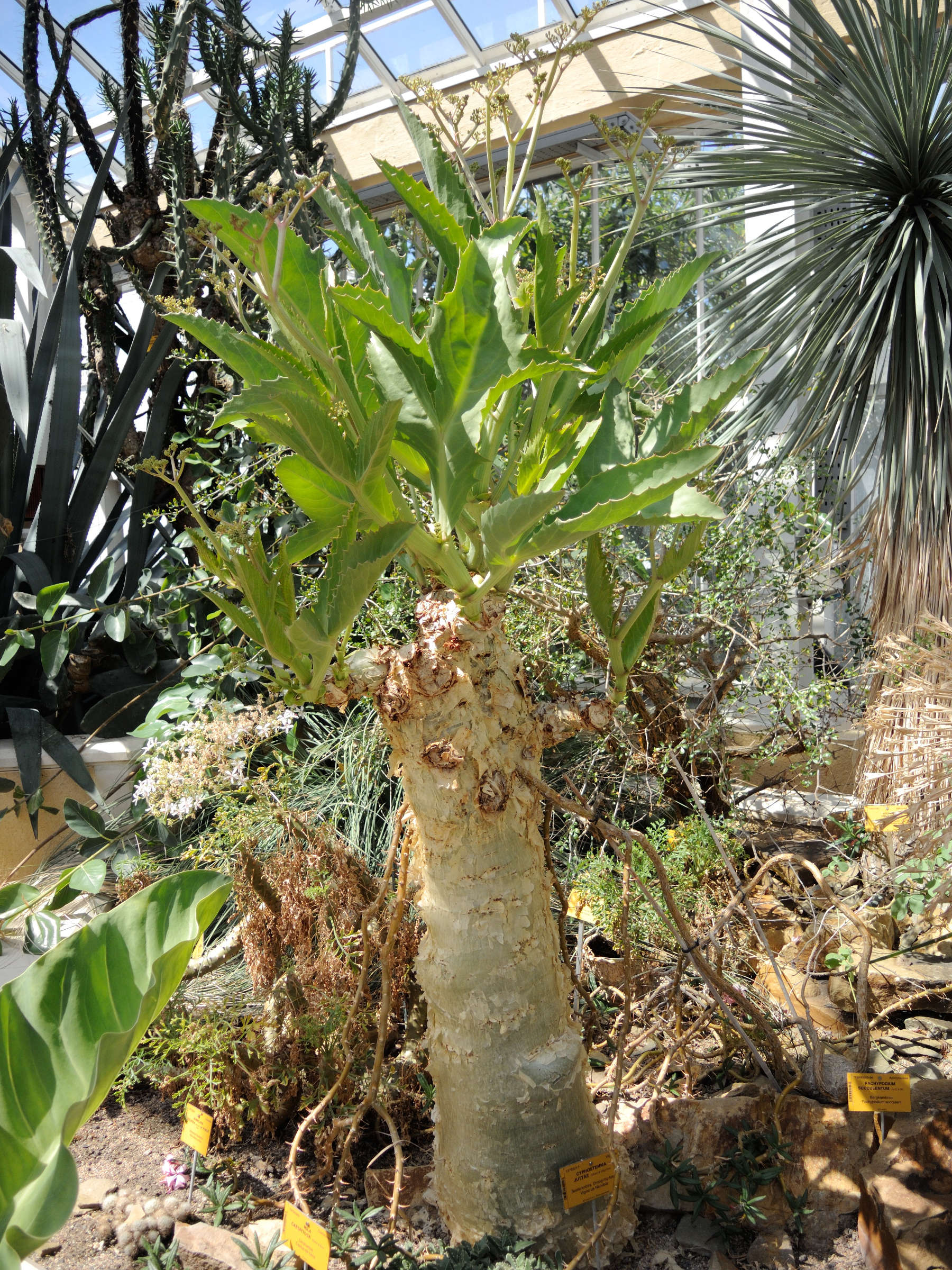 cyphostemma_juttae1md