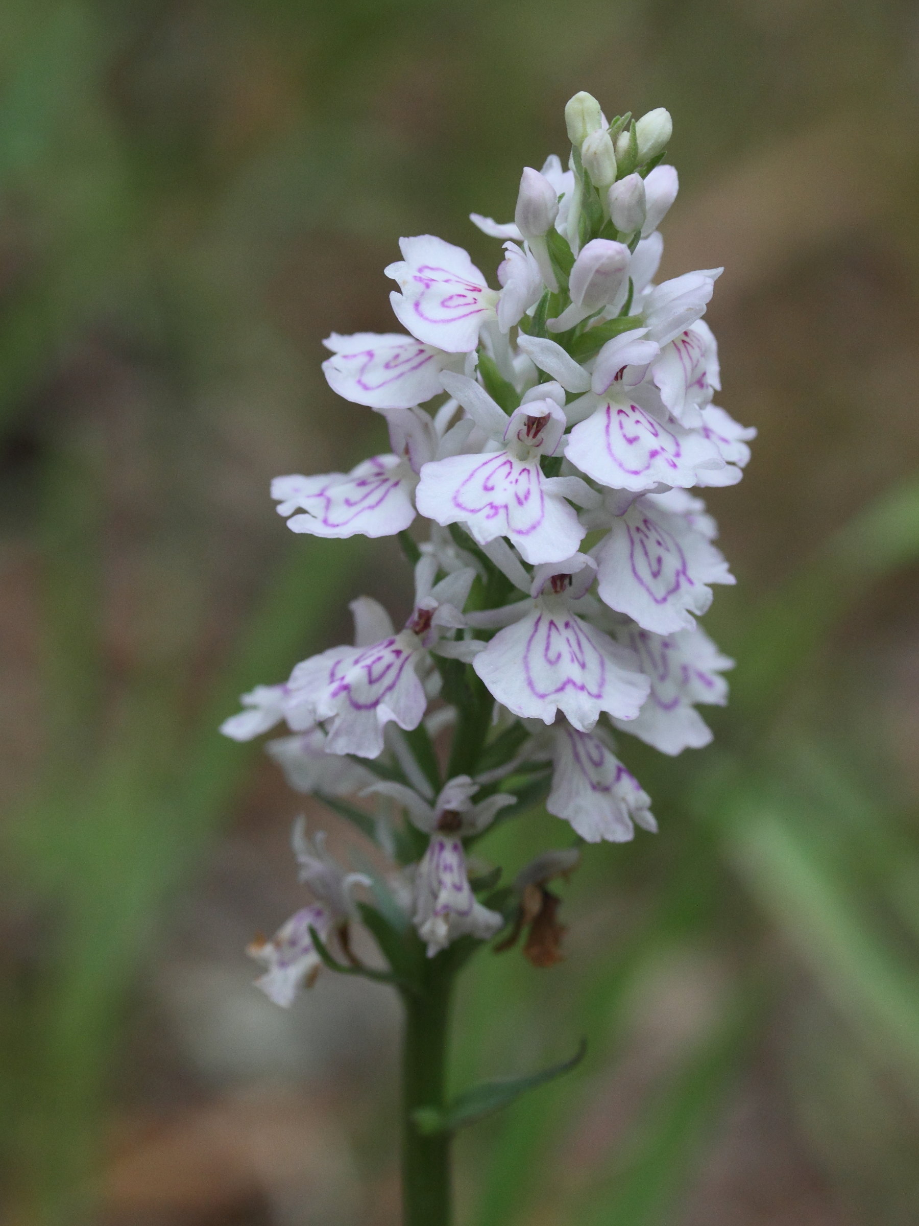 dactylorhiza_maculata5md