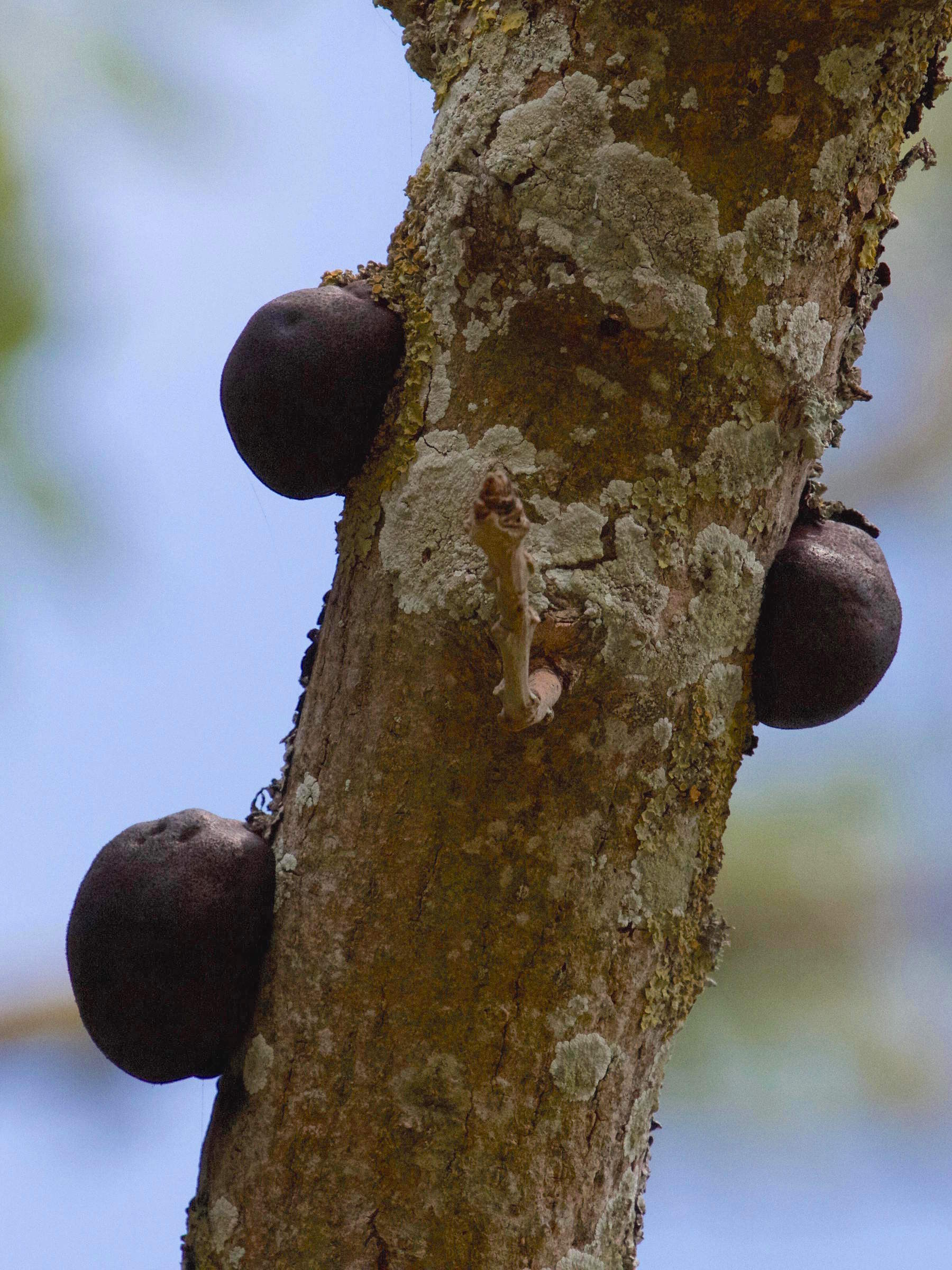 Afficher le média daldinia_concentrica2md daldinia_concentrica2md