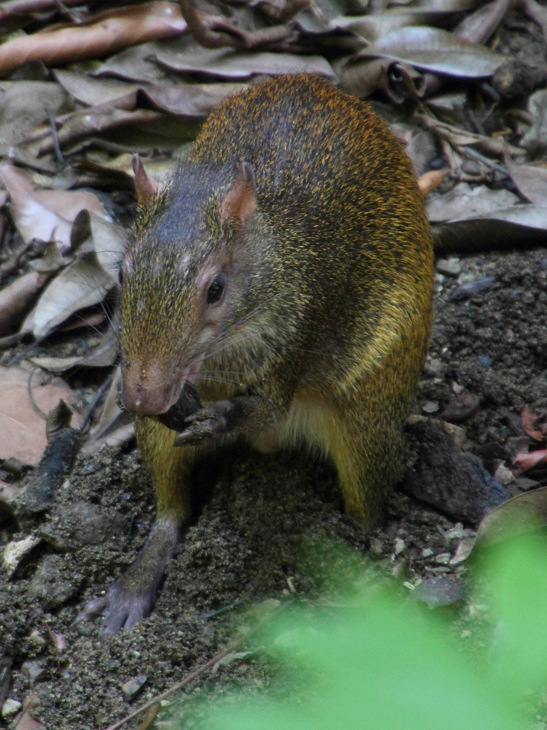 dasyprocta_punctata1md