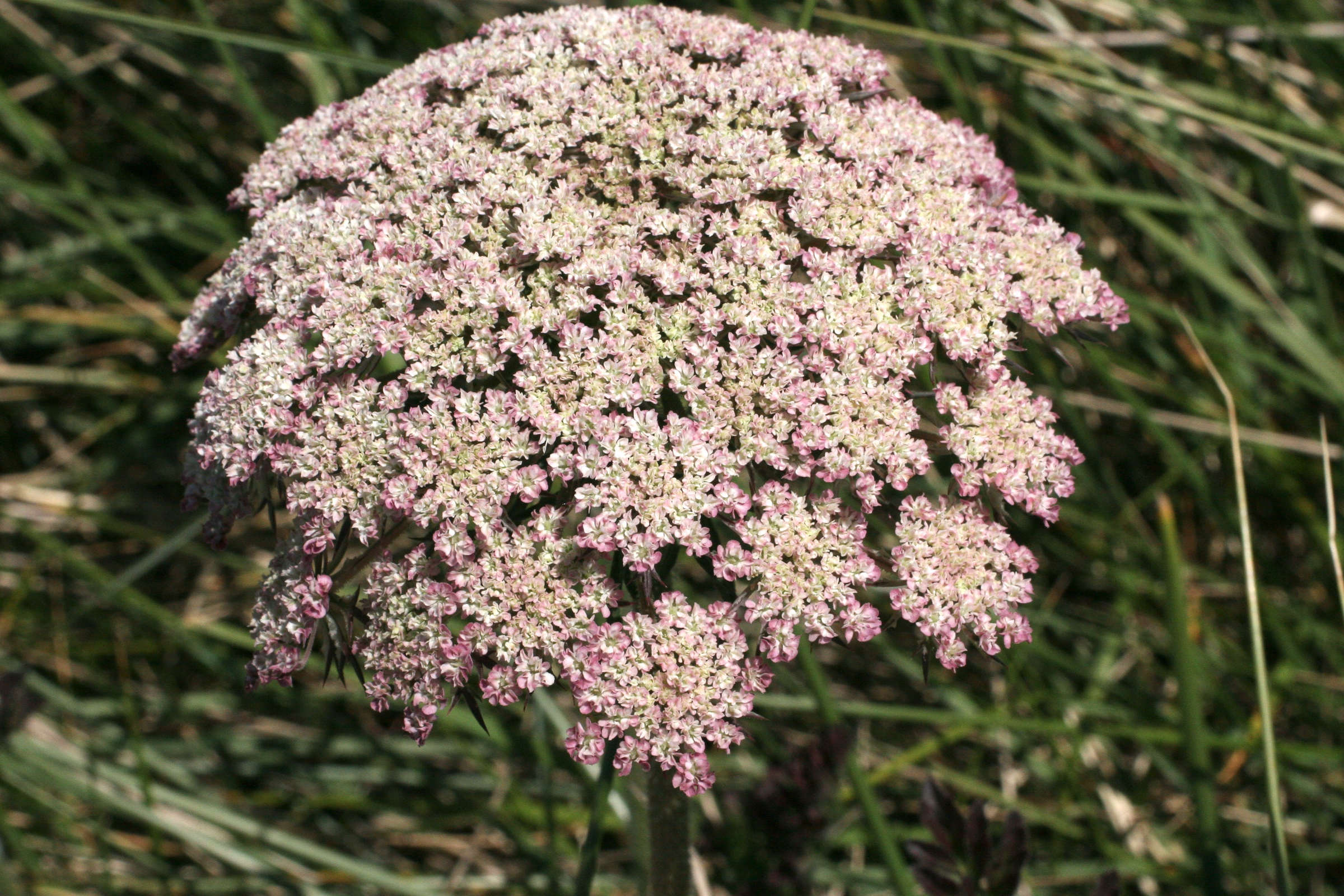 daucus_carota_gummifer4md