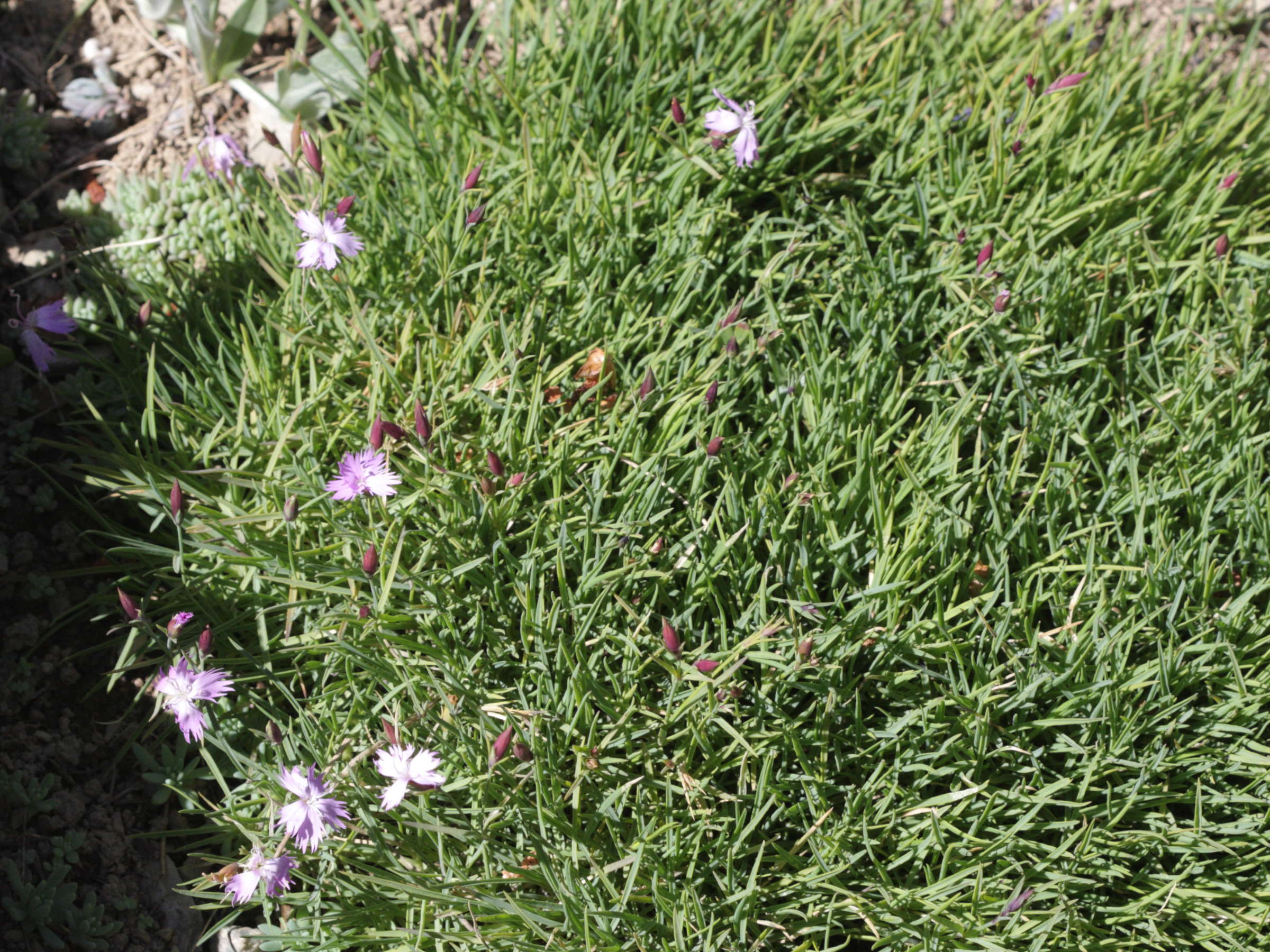 dianthus_furcatus_furcatus1bd