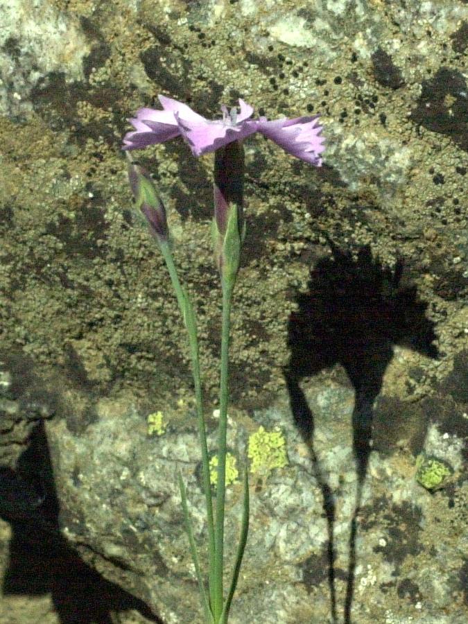 dianthus_gratianopolitanus2md