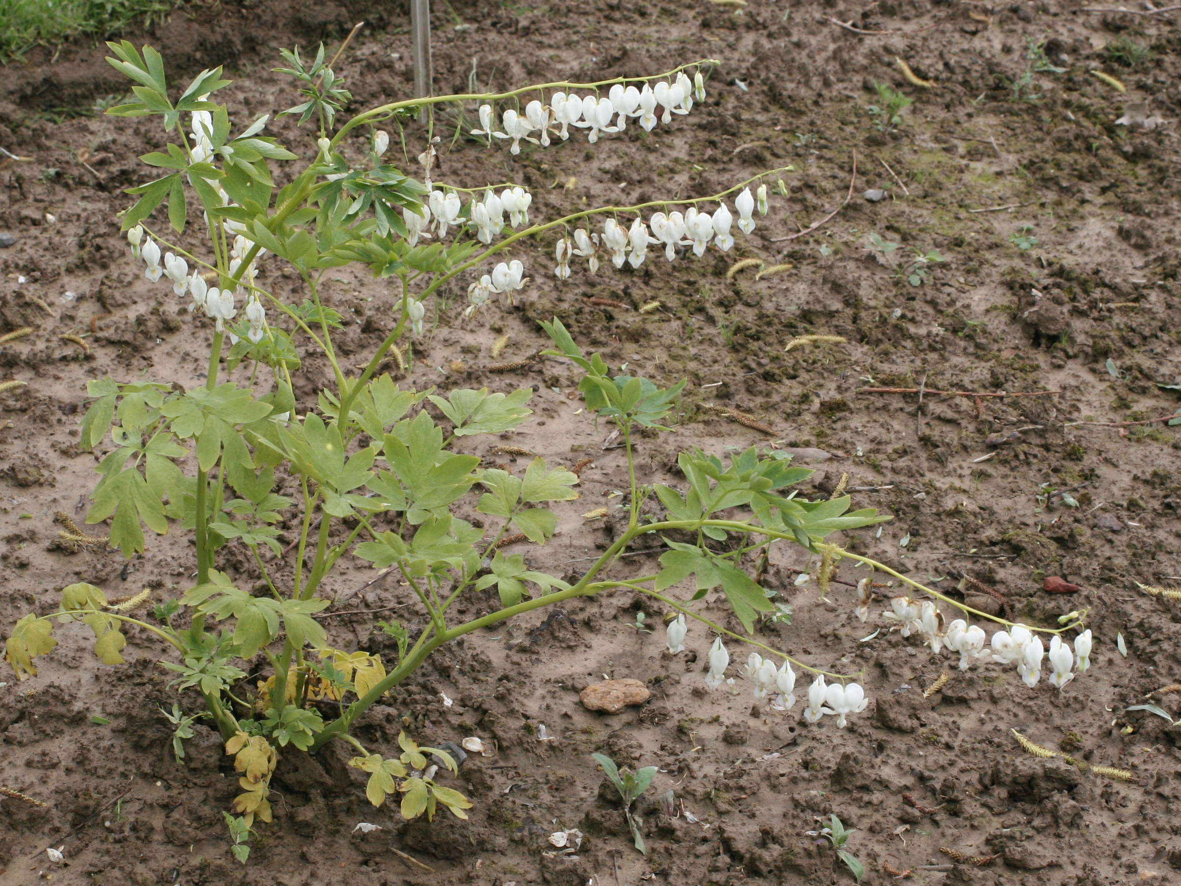 dicentra_spectabilis3md