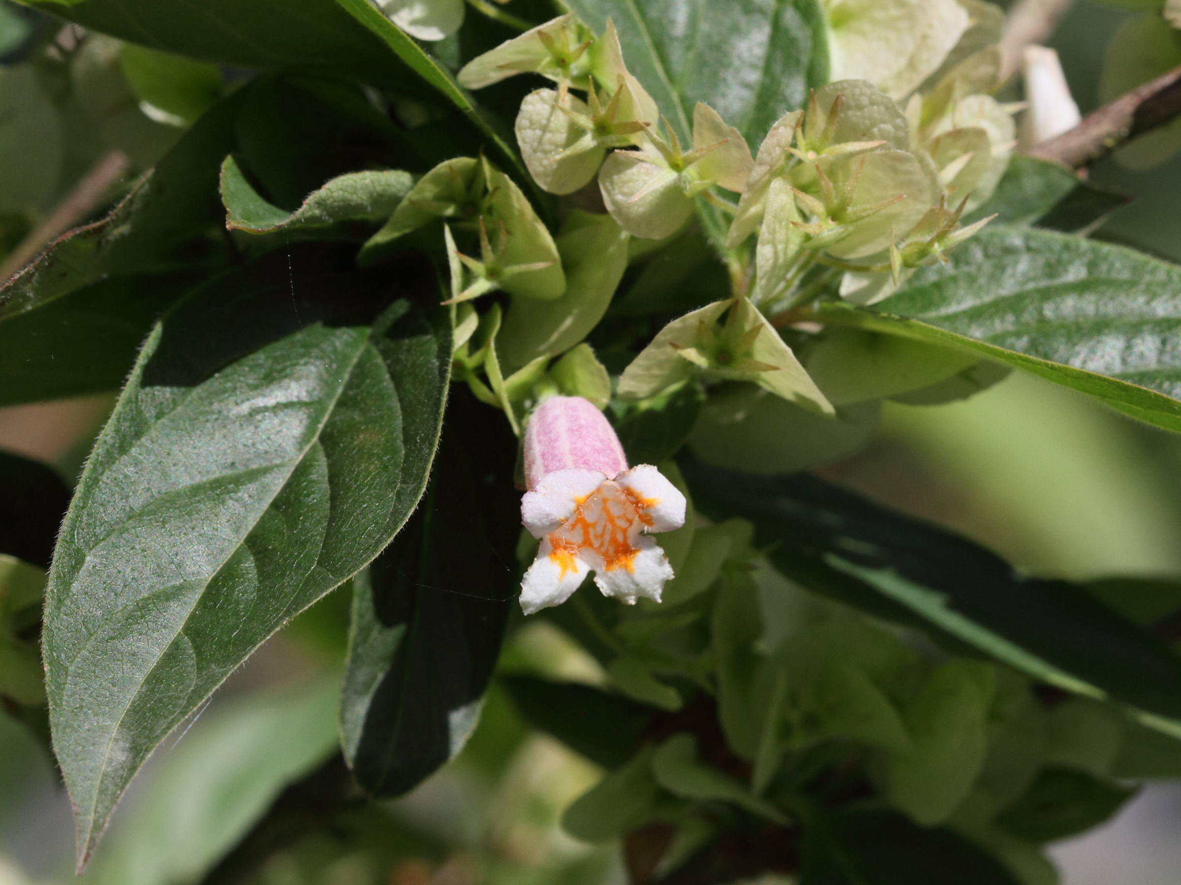 Afficher le média dipelta_yunnanensis2bd dipelta_yunnanensis2bd