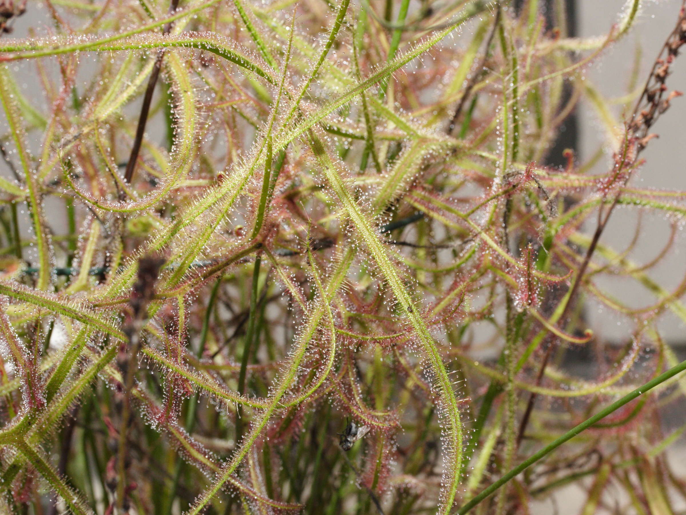 drosera_binata1md
