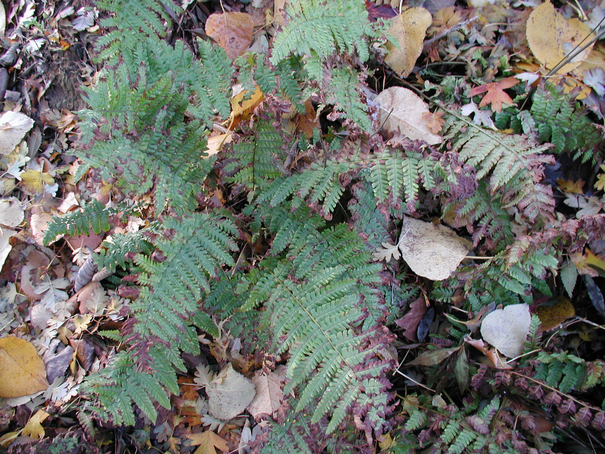 Afficher le média dryopteris_affinis_borreri2md dryopteris_affinis_borreri2md