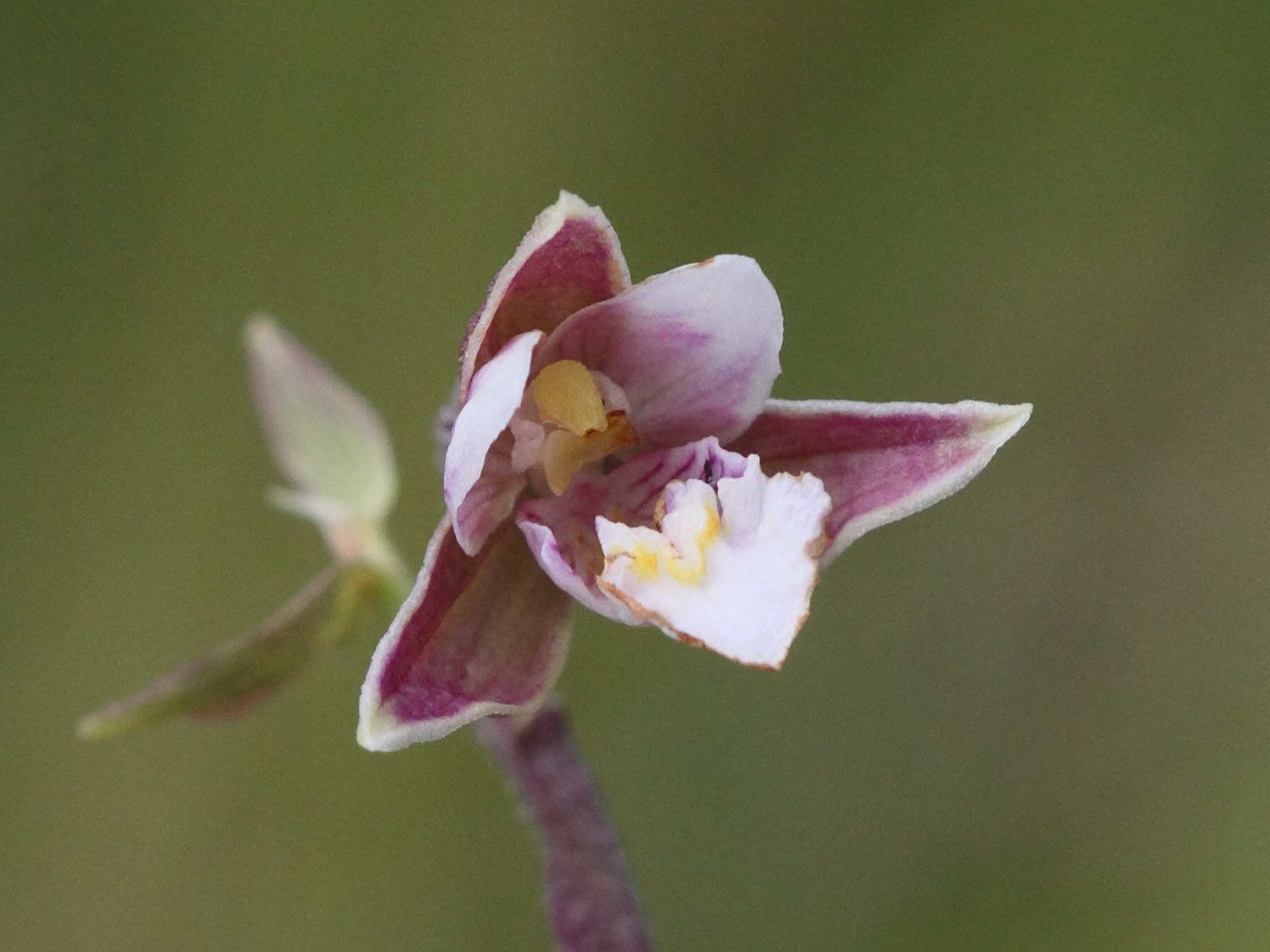 epipactis_palustris4bd