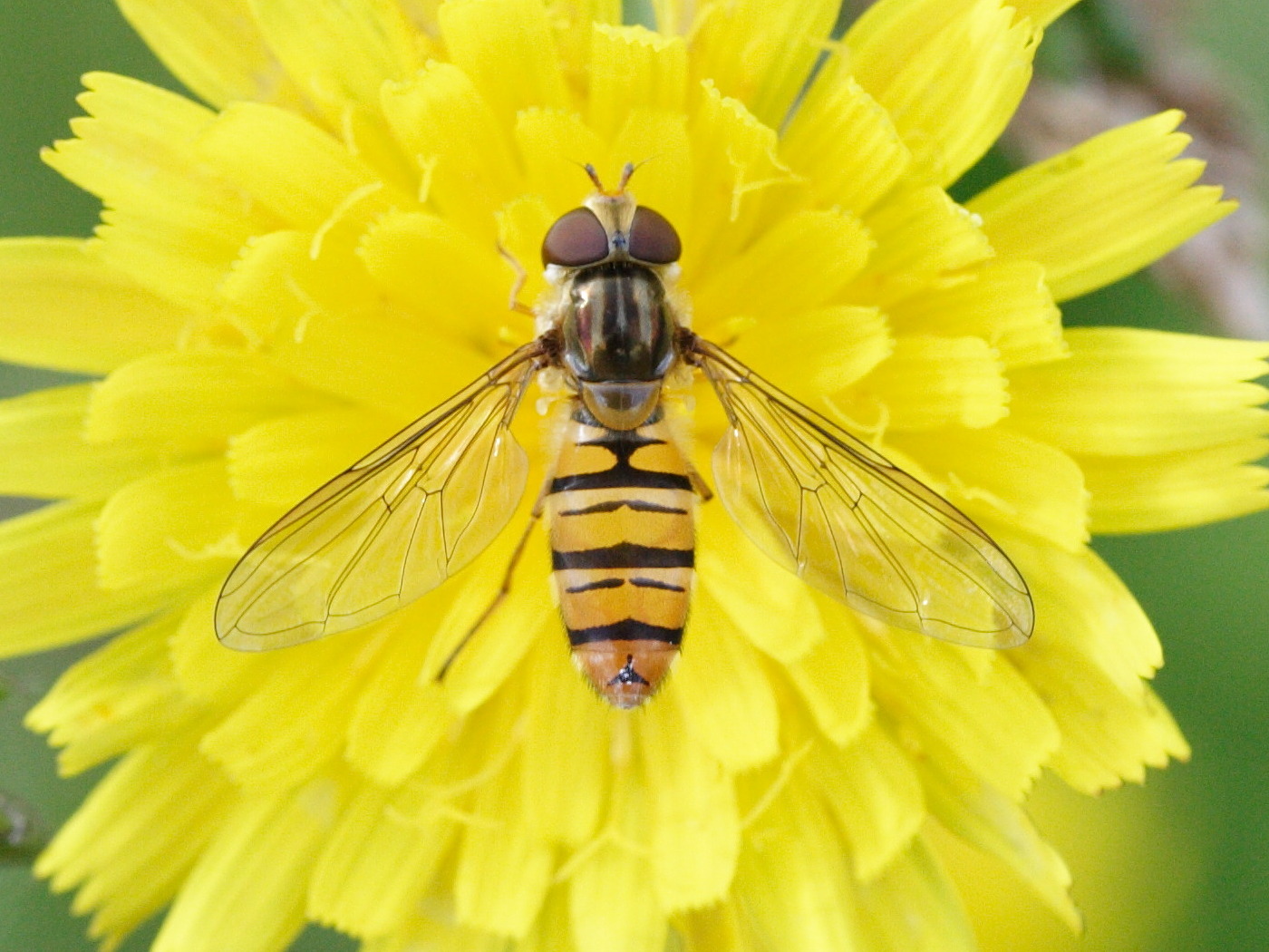 episyrphus_balteatus2md