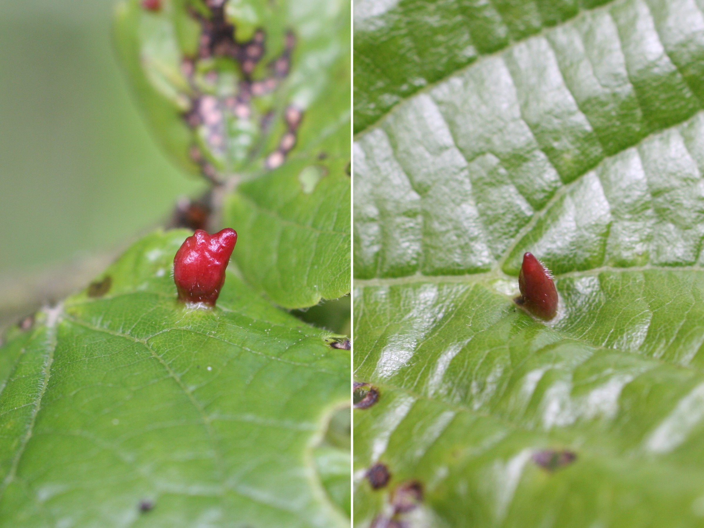 Afficher le média eriophyes_tiliae_galle1md eriophyes_tiliae_galle1md