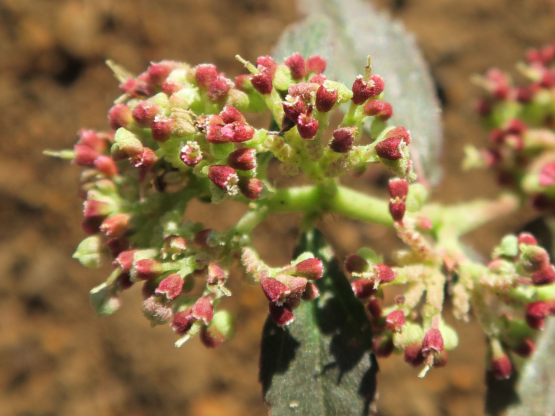 euphorbia_ophthalmica2md
