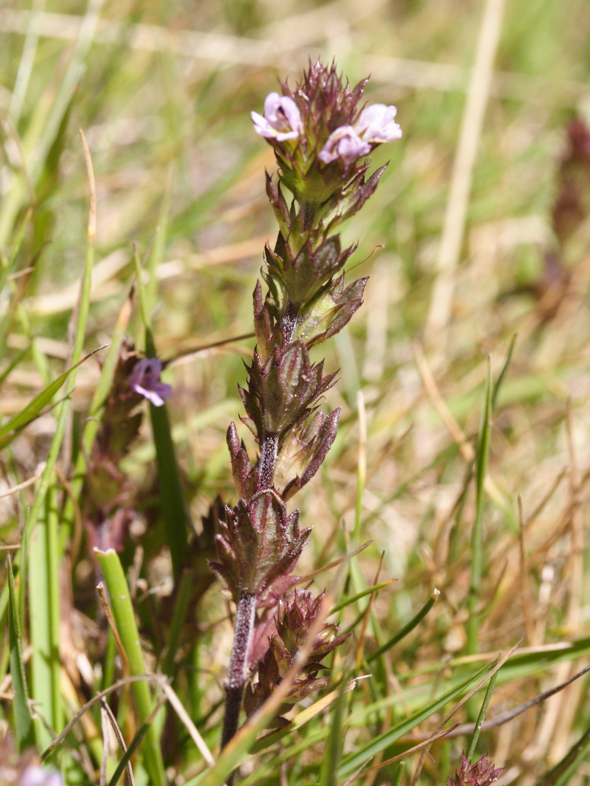 euphrasia_alpina3md