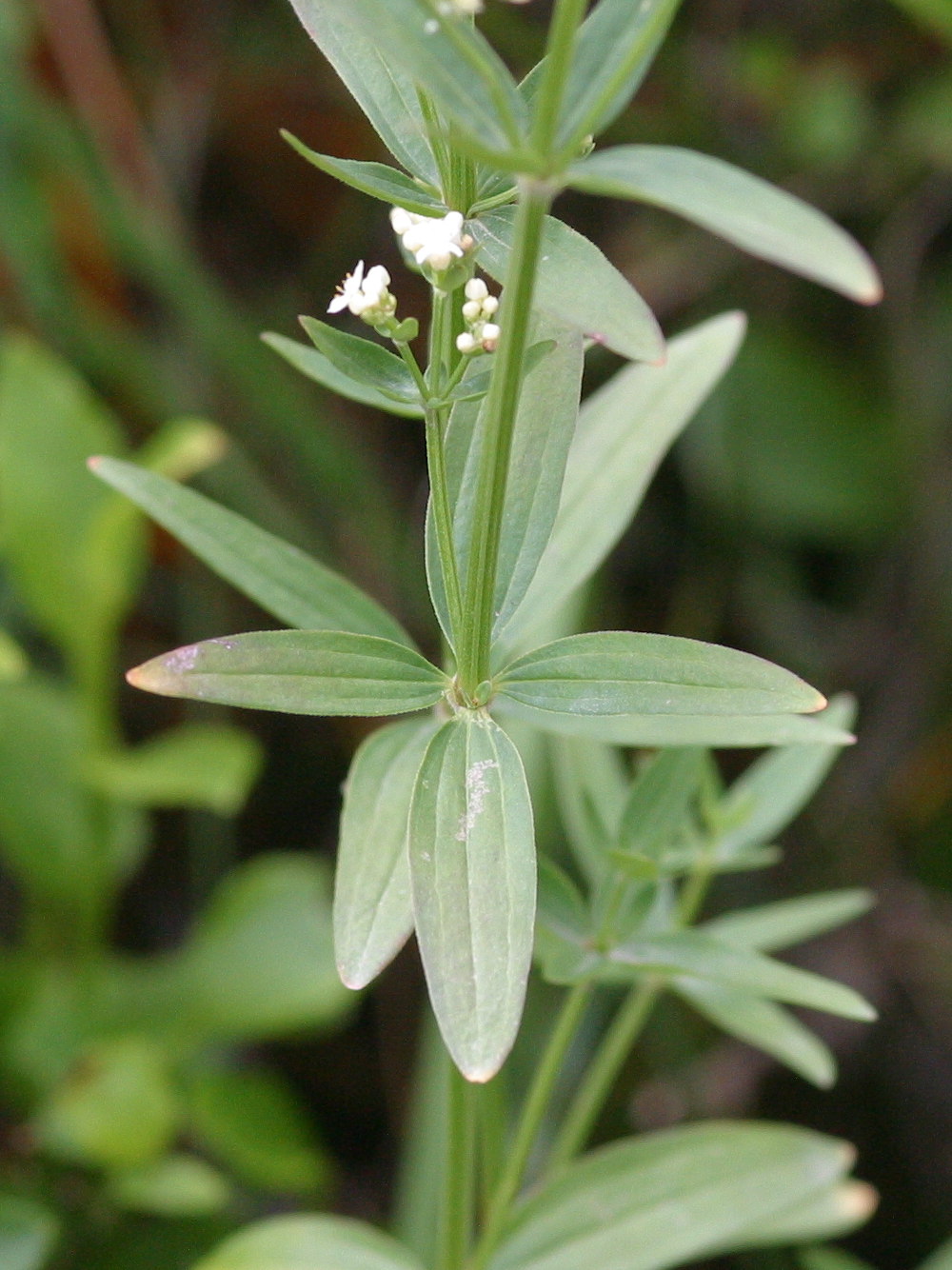 galium_boreale2bd