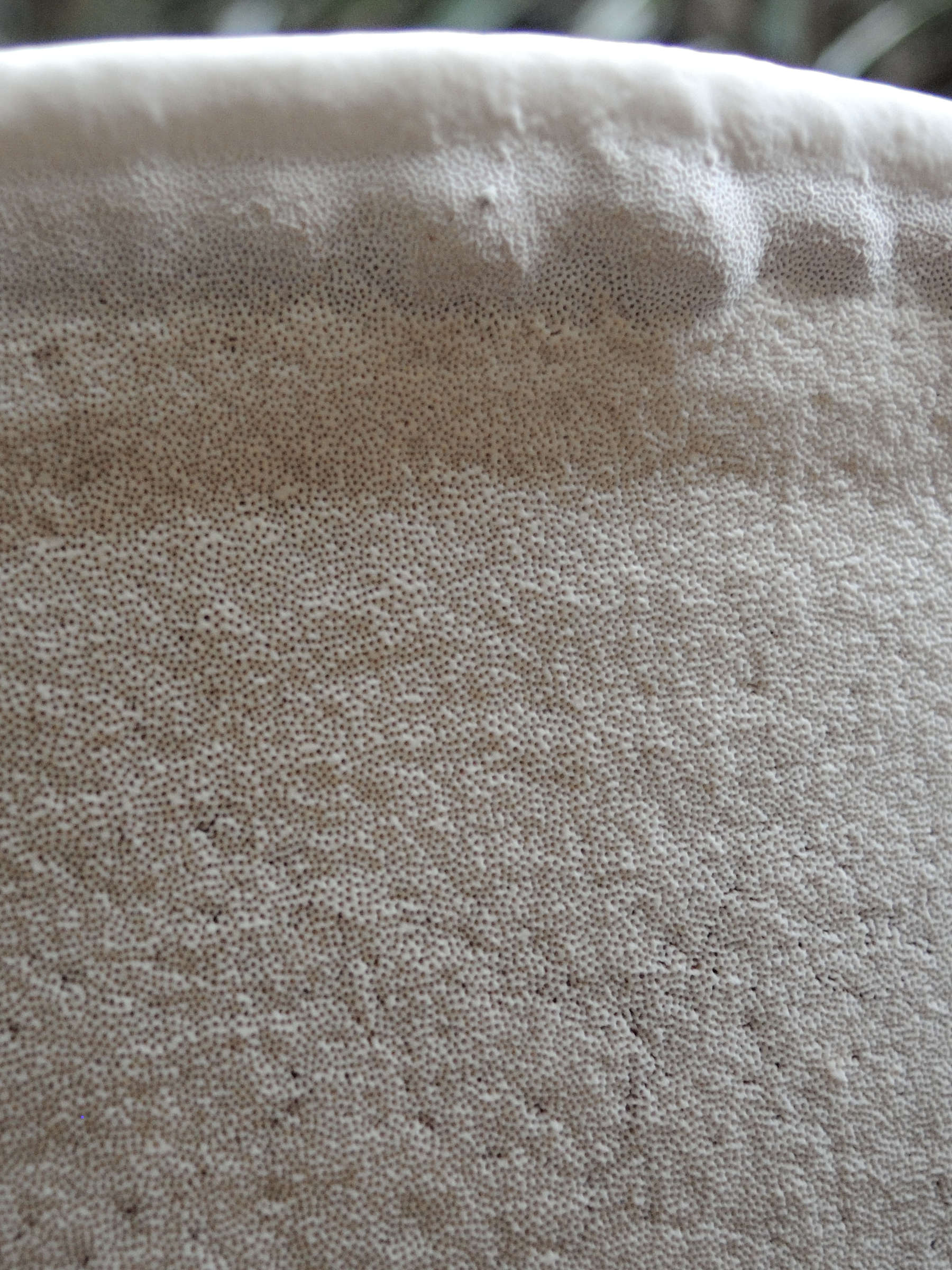 Afficher le média Ganoderma_adspersum Ganoderma_adspersum