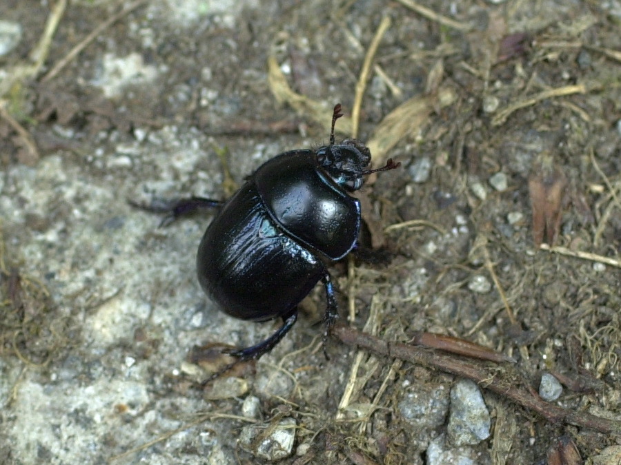 geotrupes_stercorarius1md