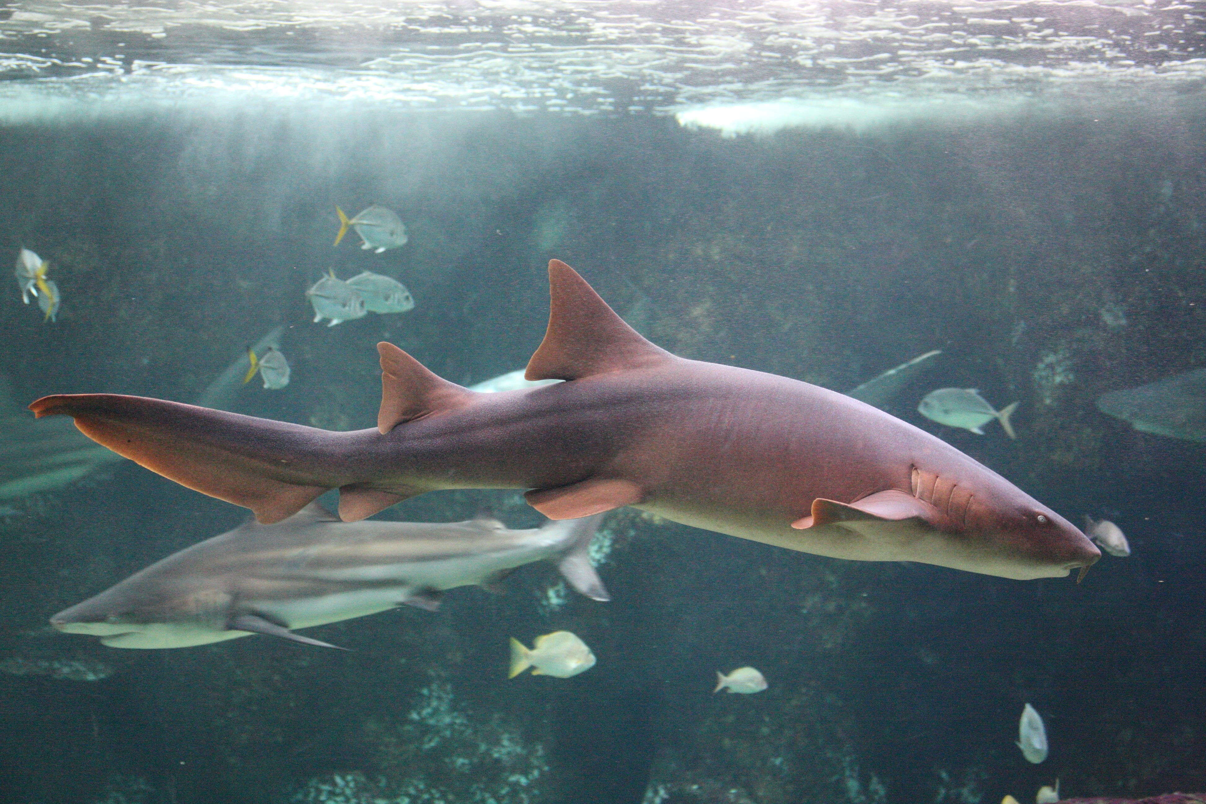 Afficher le média Ginglymostoma_cirratum Ginglymostoma_cirratum