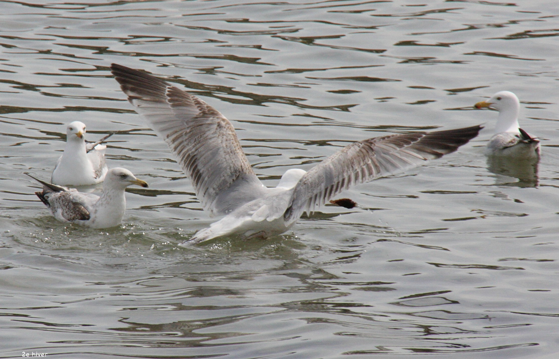 goeland_argente_-_larus_argentatus8bd